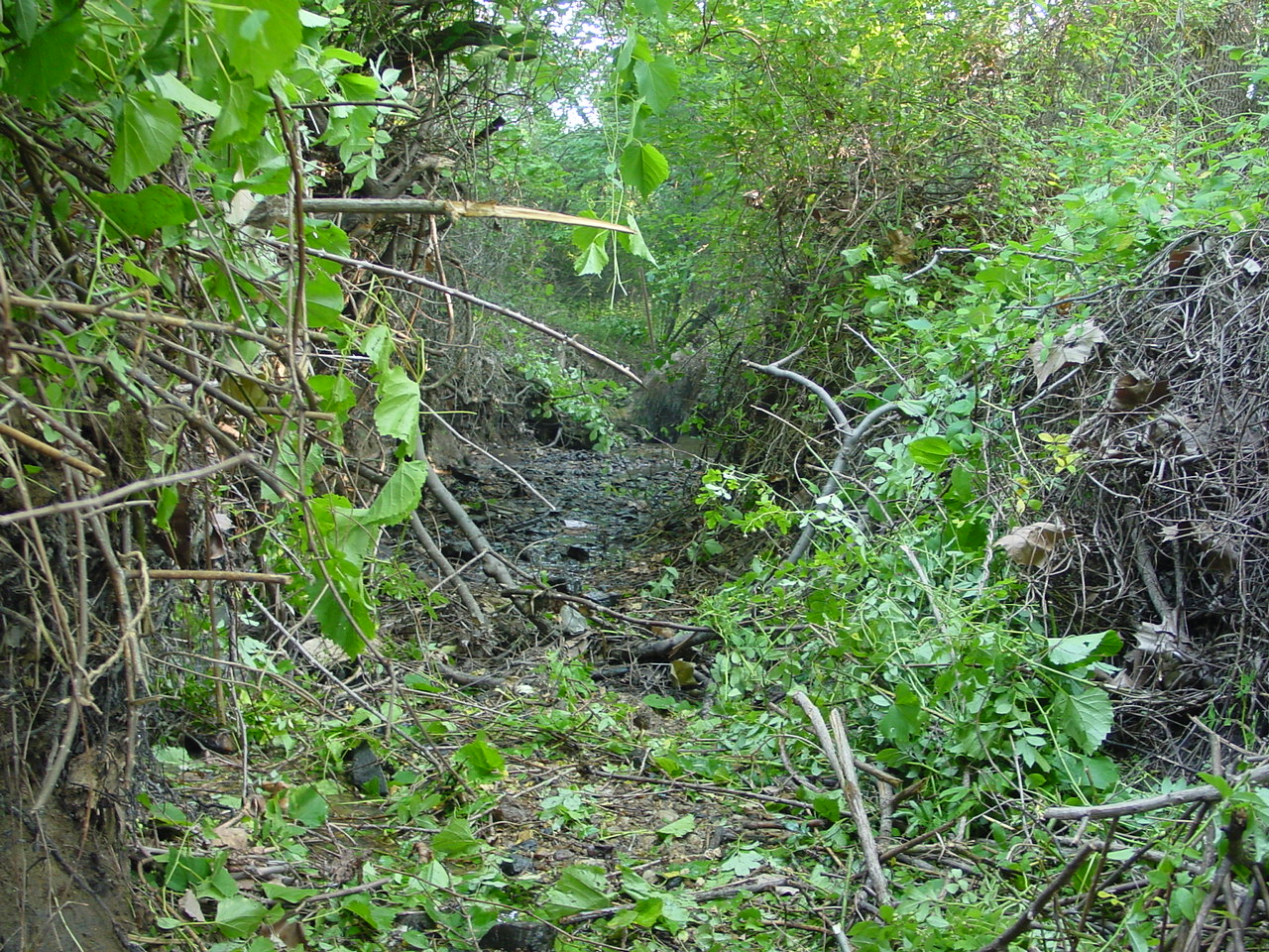 Field photo showing stream conditions at site PRMO-103-R-2002-4