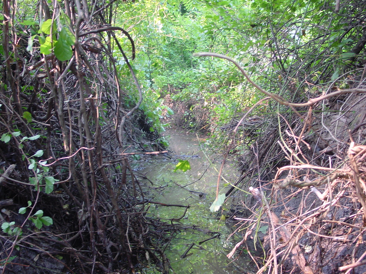 Field photo showing stream conditions at site PRMO-103-R-2002-5