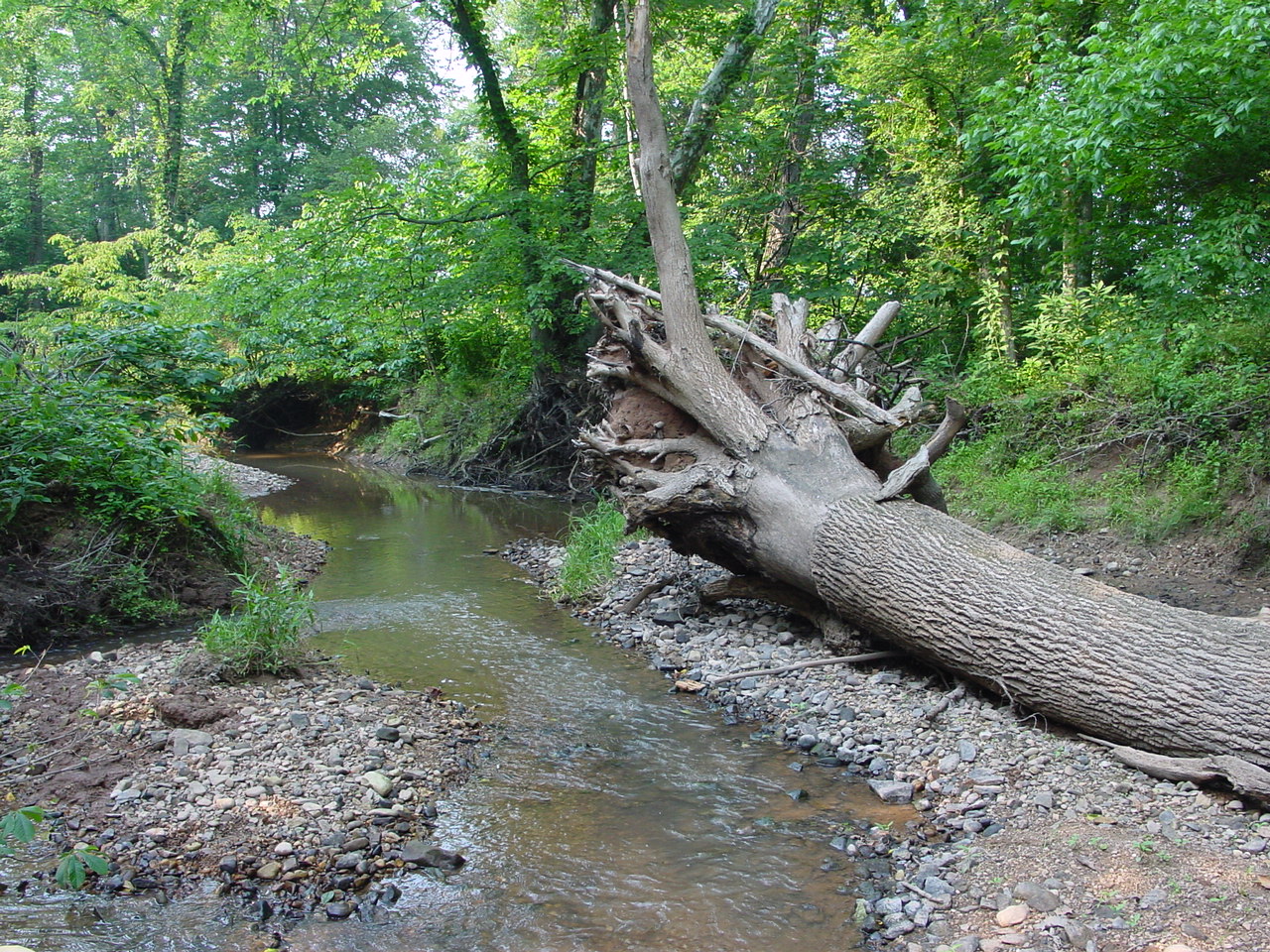 Field photo showing stream conditions at site PRMO-202-R-2002-4