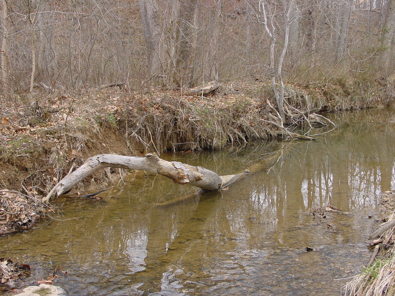 Field photo showing stream conditions at site PRMO-304-R-2002-1