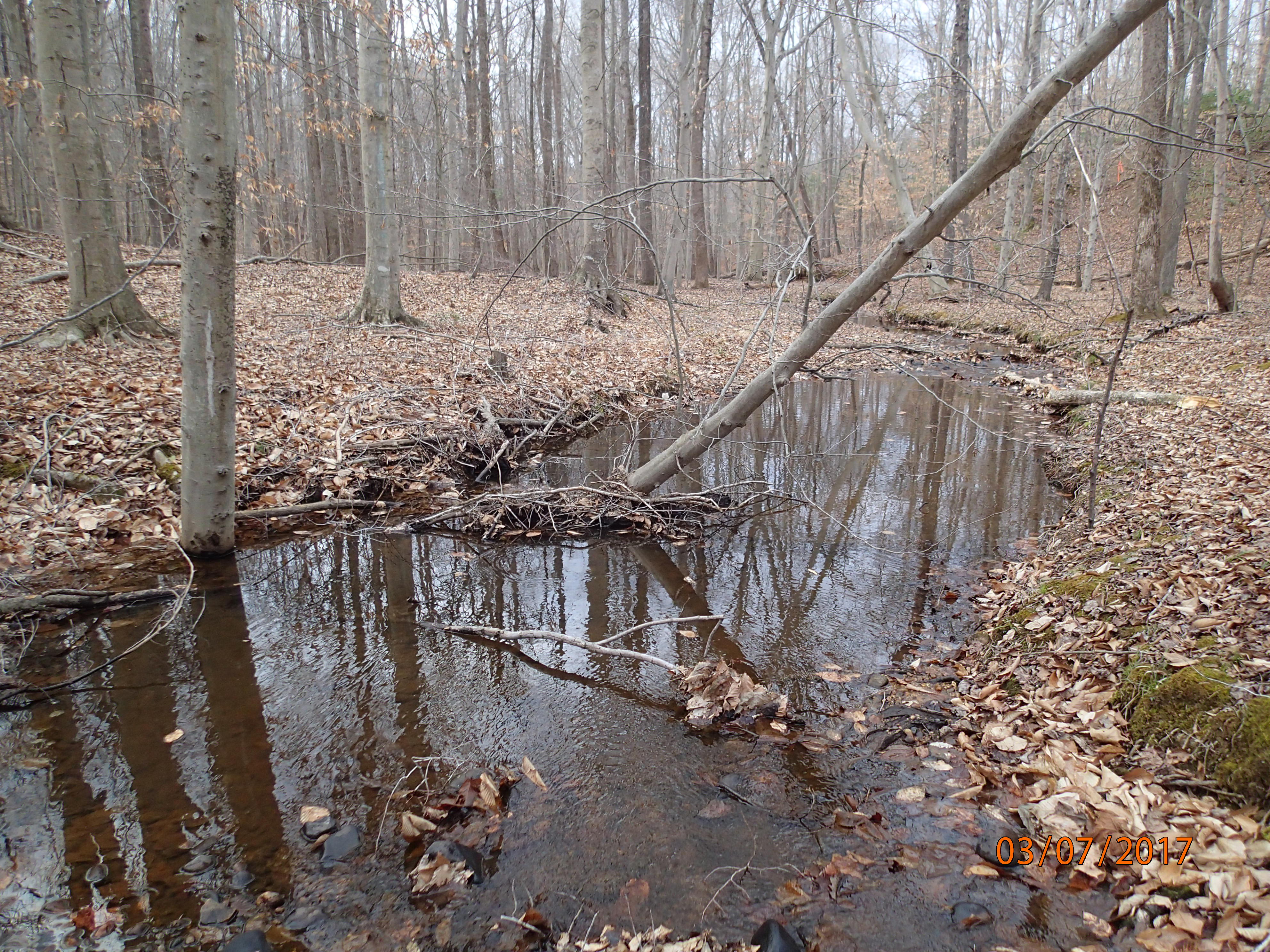 Field photo showing stream conditions at site PRMT-101-X-2017-MidpointDownstream