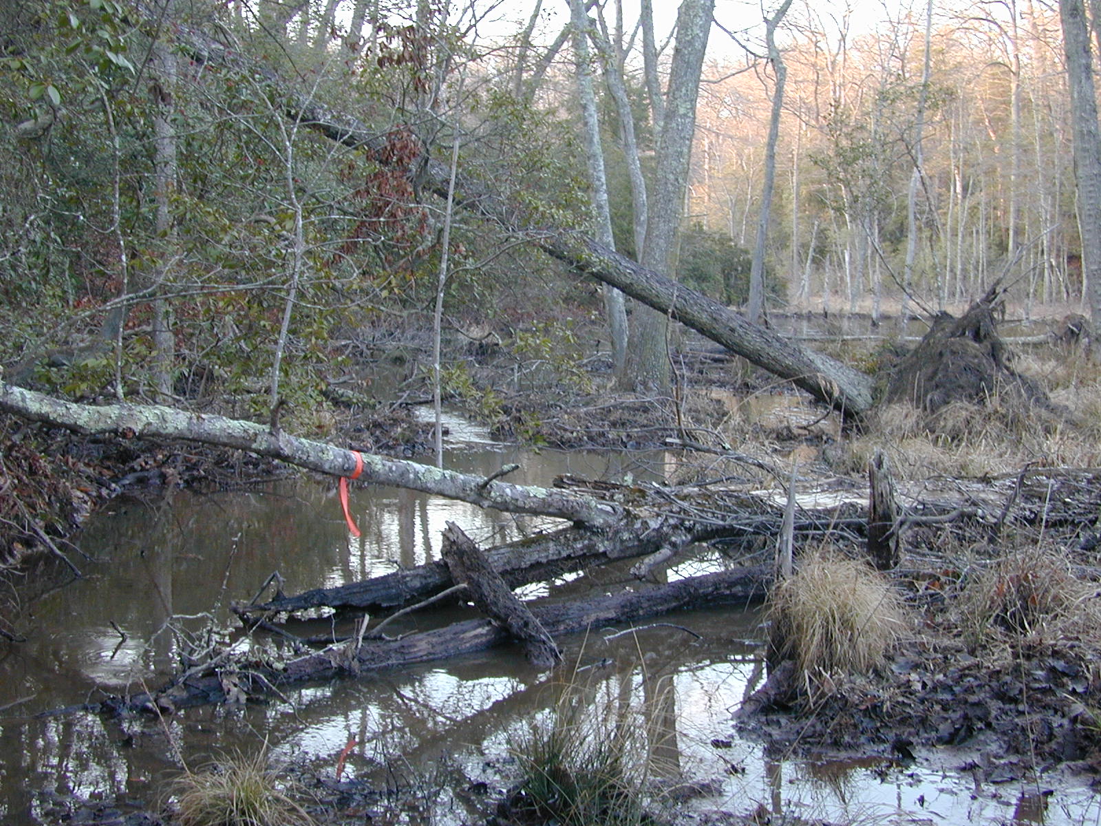 Field photo showing stream conditions at site PRMT-110-R-2004-1
