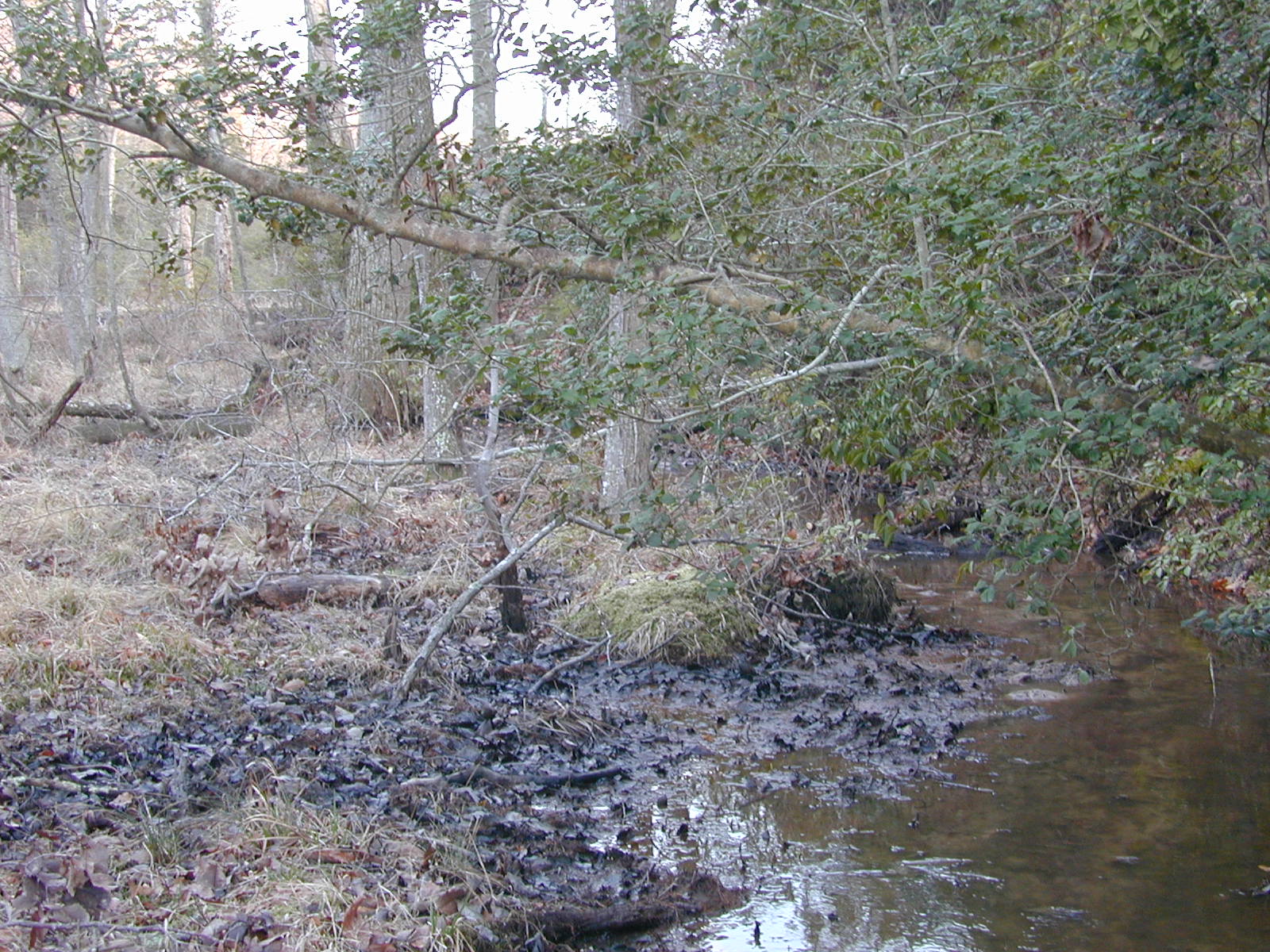 Field photo showing stream conditions at site PRMT-110-R-2004-2