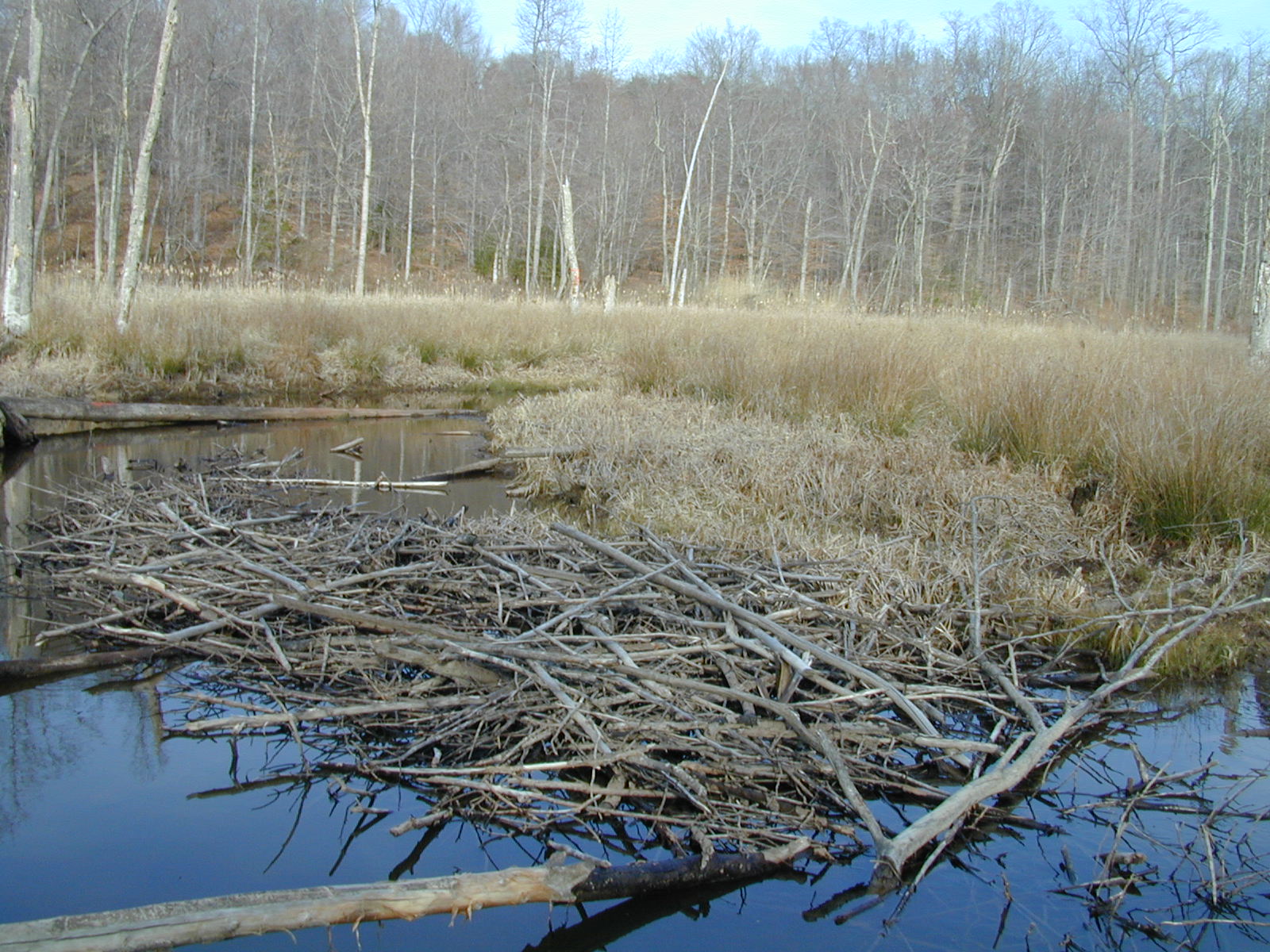 Field photo showing stream conditions at site PRMT-118-R-2002-417