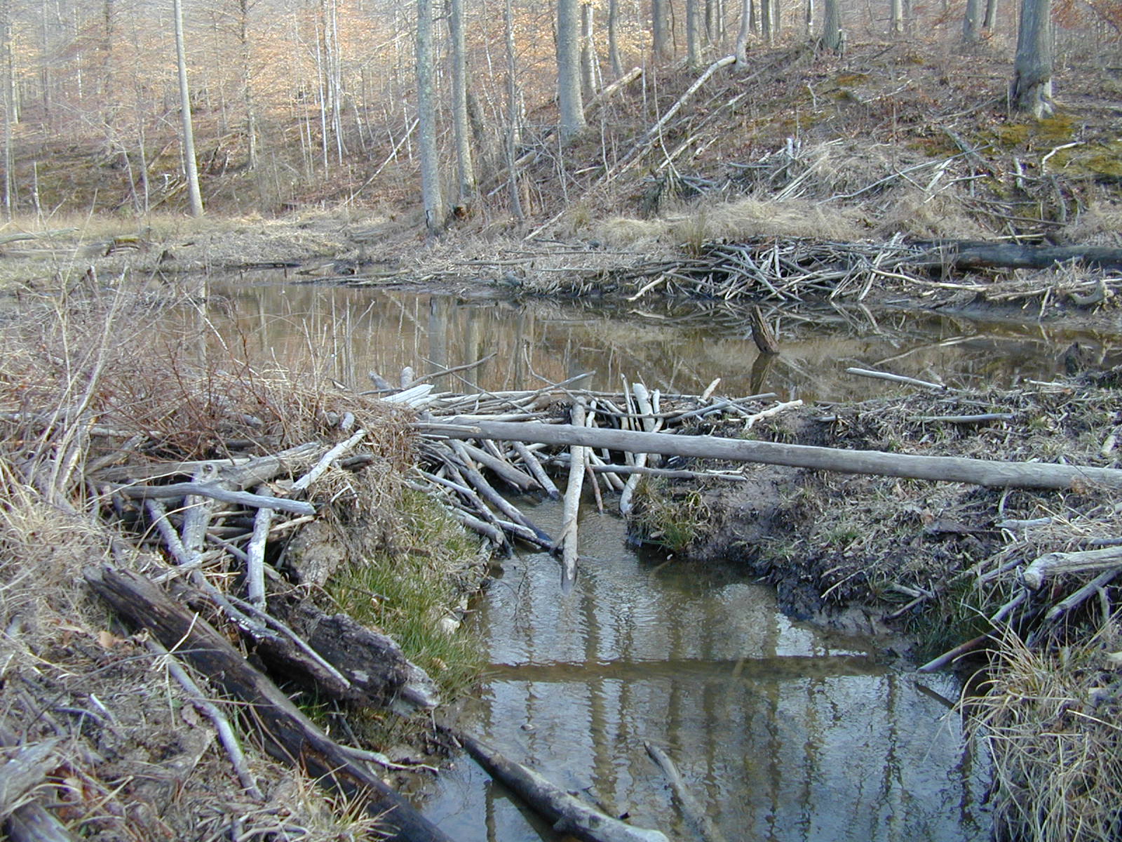 Field photo showing stream conditions at site PRMT-118-R-2002-418