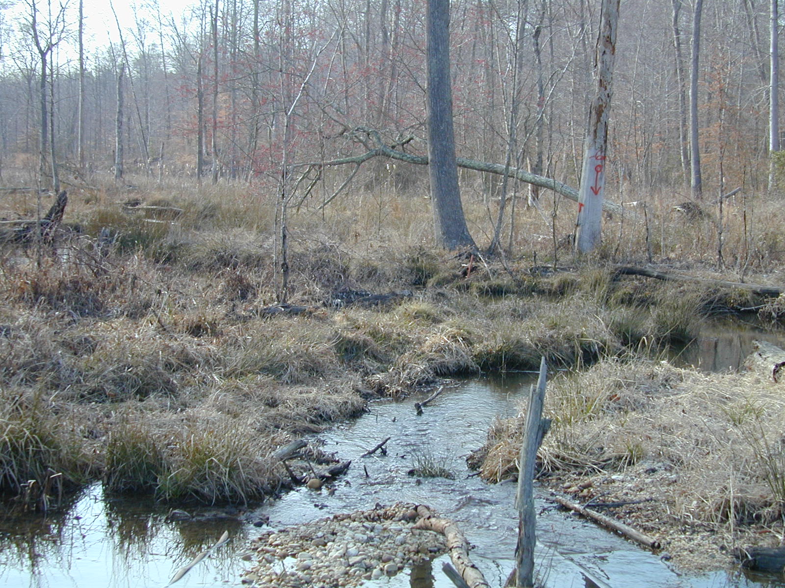 Field photo showing stream conditions at site PRMT-118-R-2002-419