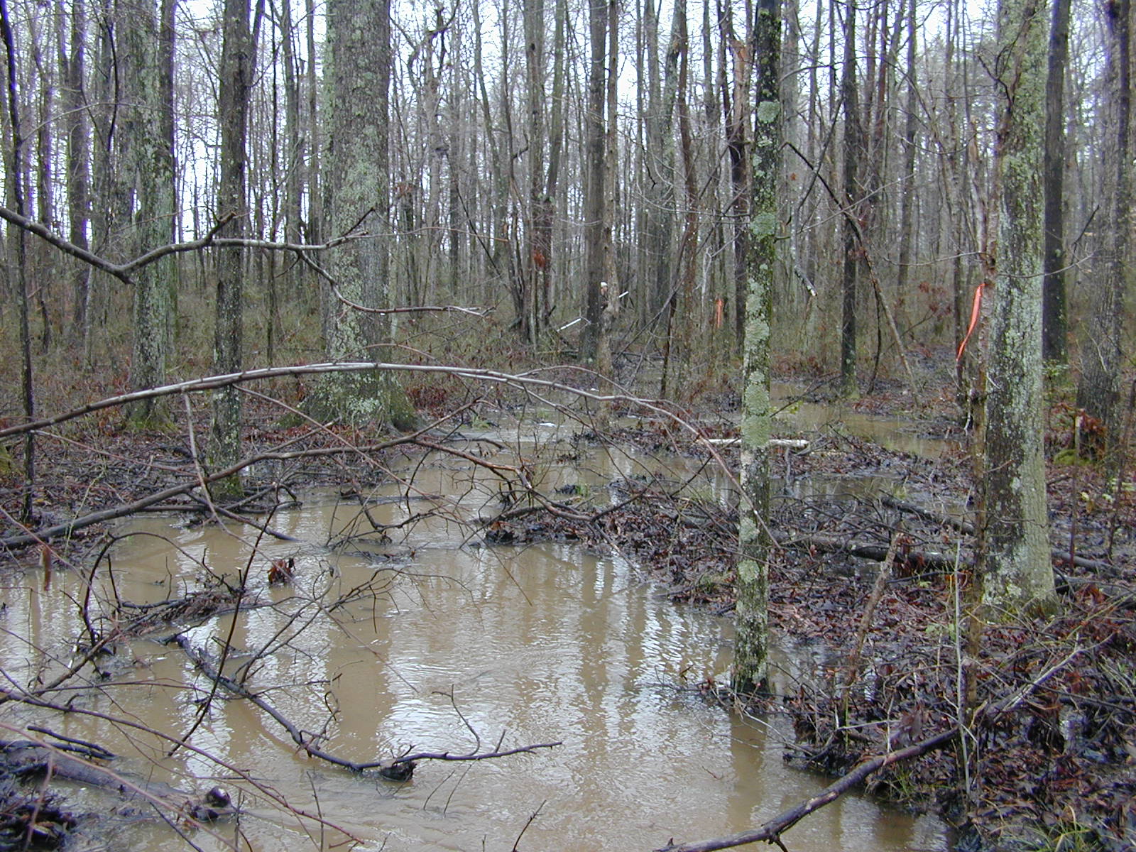 Field photo showing stream conditions at site PRMT-118-R-2004-4