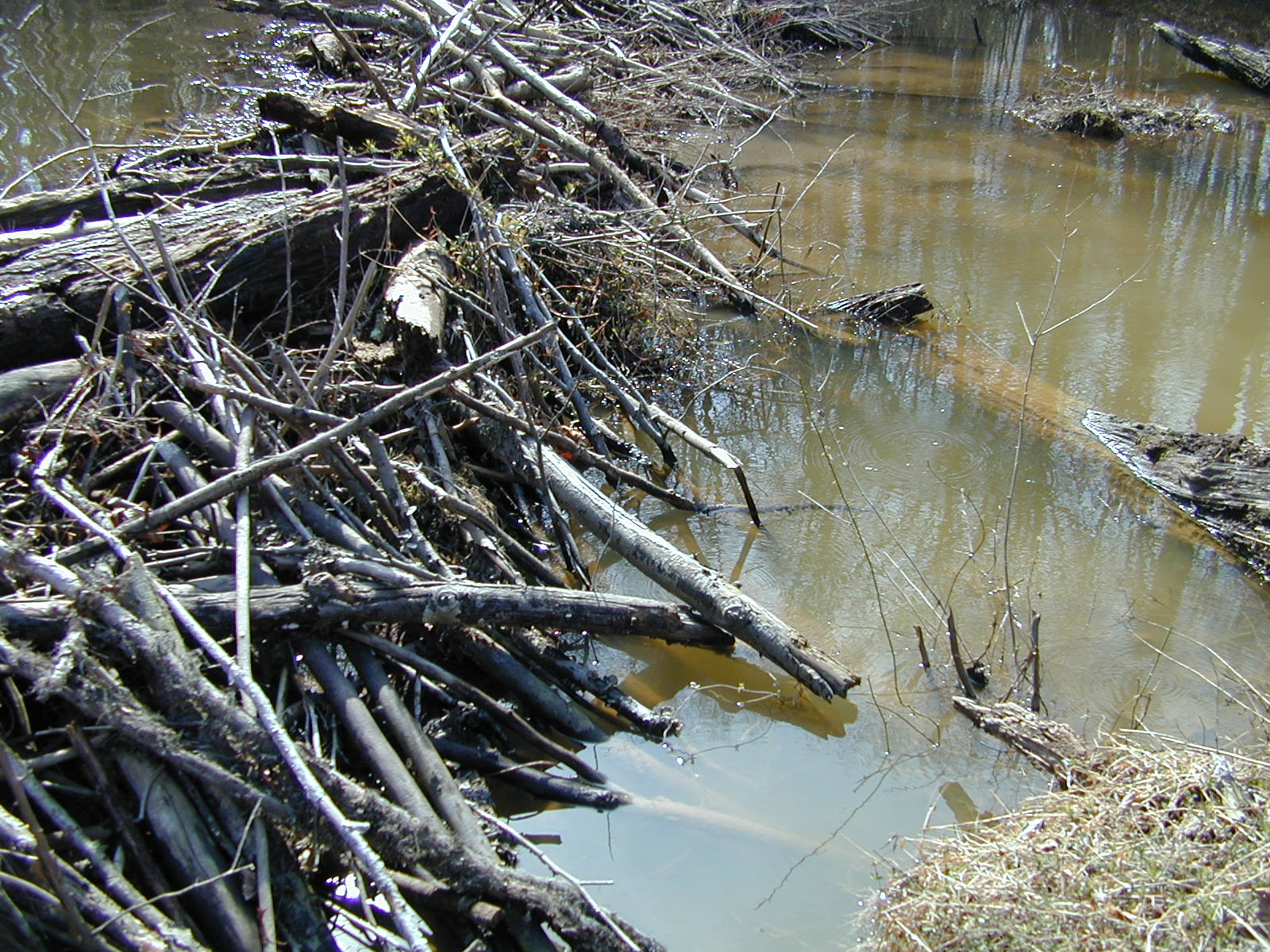 Field photo showing stream conditions at site PRMT-206-R-2002-416