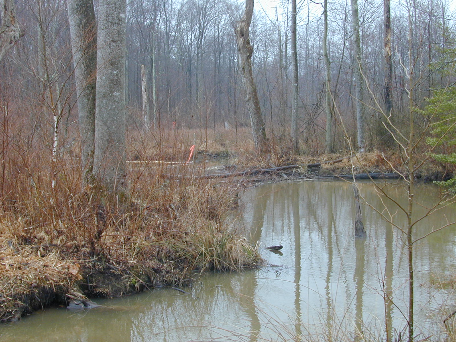 Field photo showing stream conditions at site PRMT-207-R-2004-2