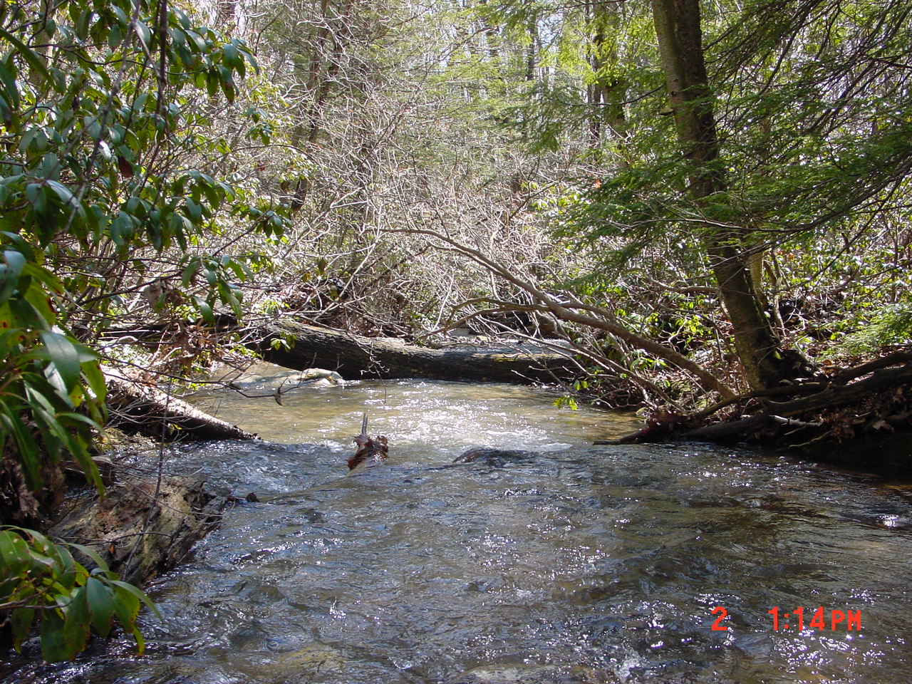 Field photo showing stream conditions at site PRUN-104-R-2001-2