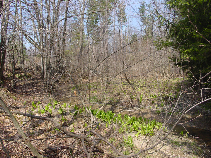 Field photo showing stream conditions at site PRUN-107-R-2007-1
