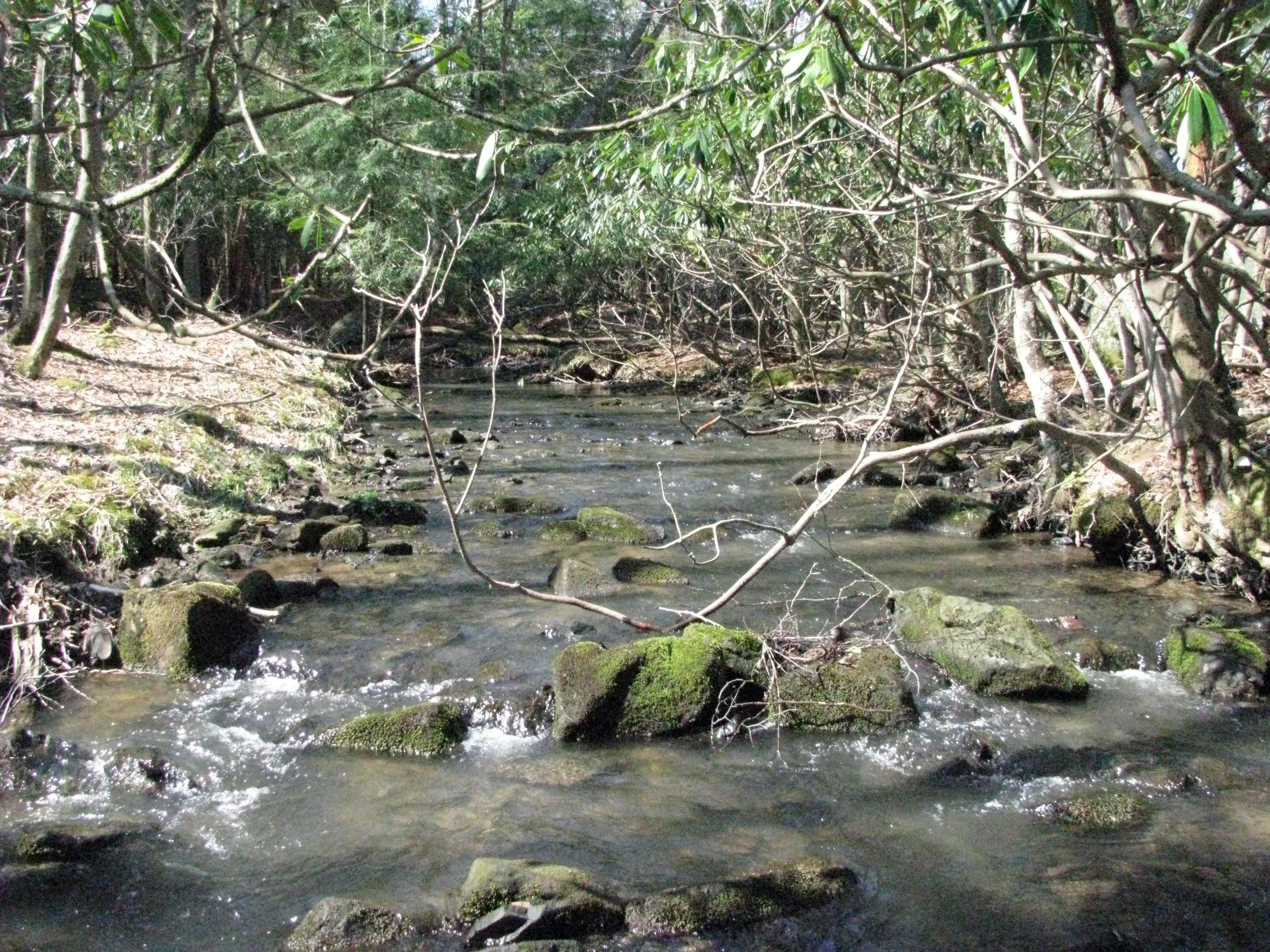Field photo showing stream conditions at site PRUN-190-B-2012-1