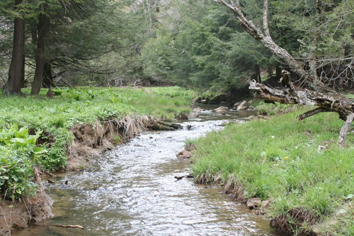 Field photo showing stream conditions at site PRUN-207-B-2010-1