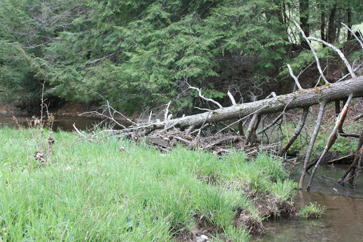 Field photo showing stream conditions at site PRUN-207-B-2010-2