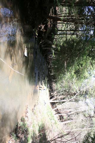 Field photo showing stream conditions at site PRUN-291-A-2012_Mid-point_Upstream