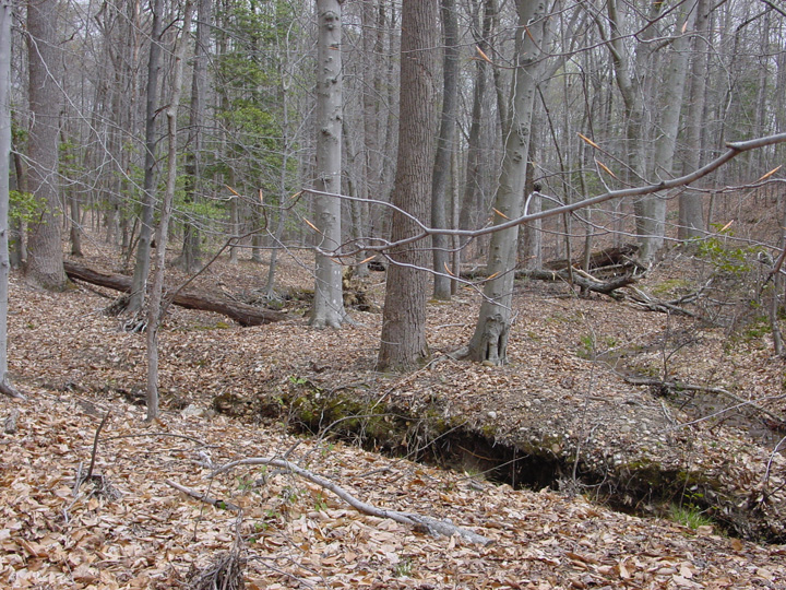 Field photo showing stream conditions at site PRUT-103-B-2007-1