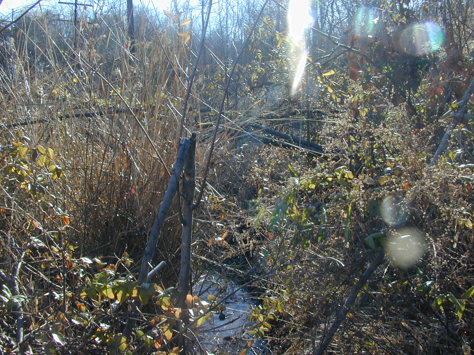 Field photo showing stream conditions at site PRUT-103-R-2001-3