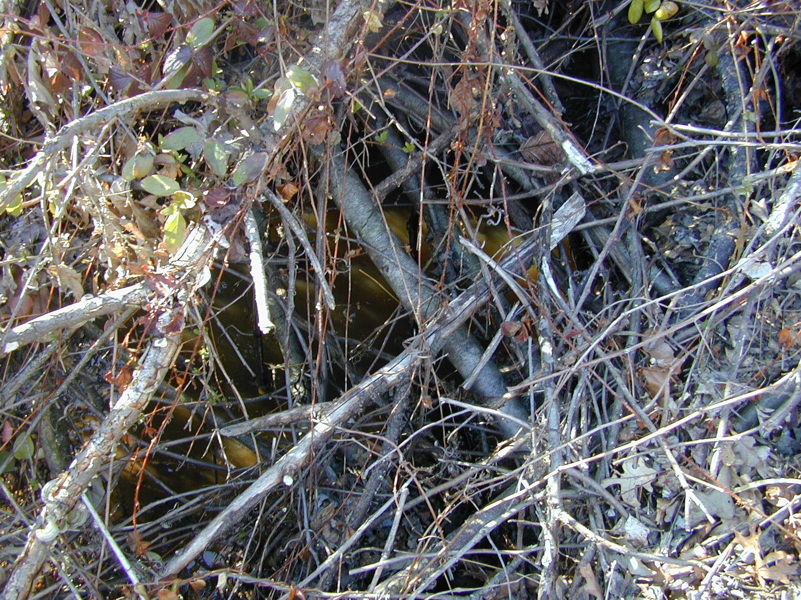 Field photo showing stream conditions at site PRUT-103-R-2001-4