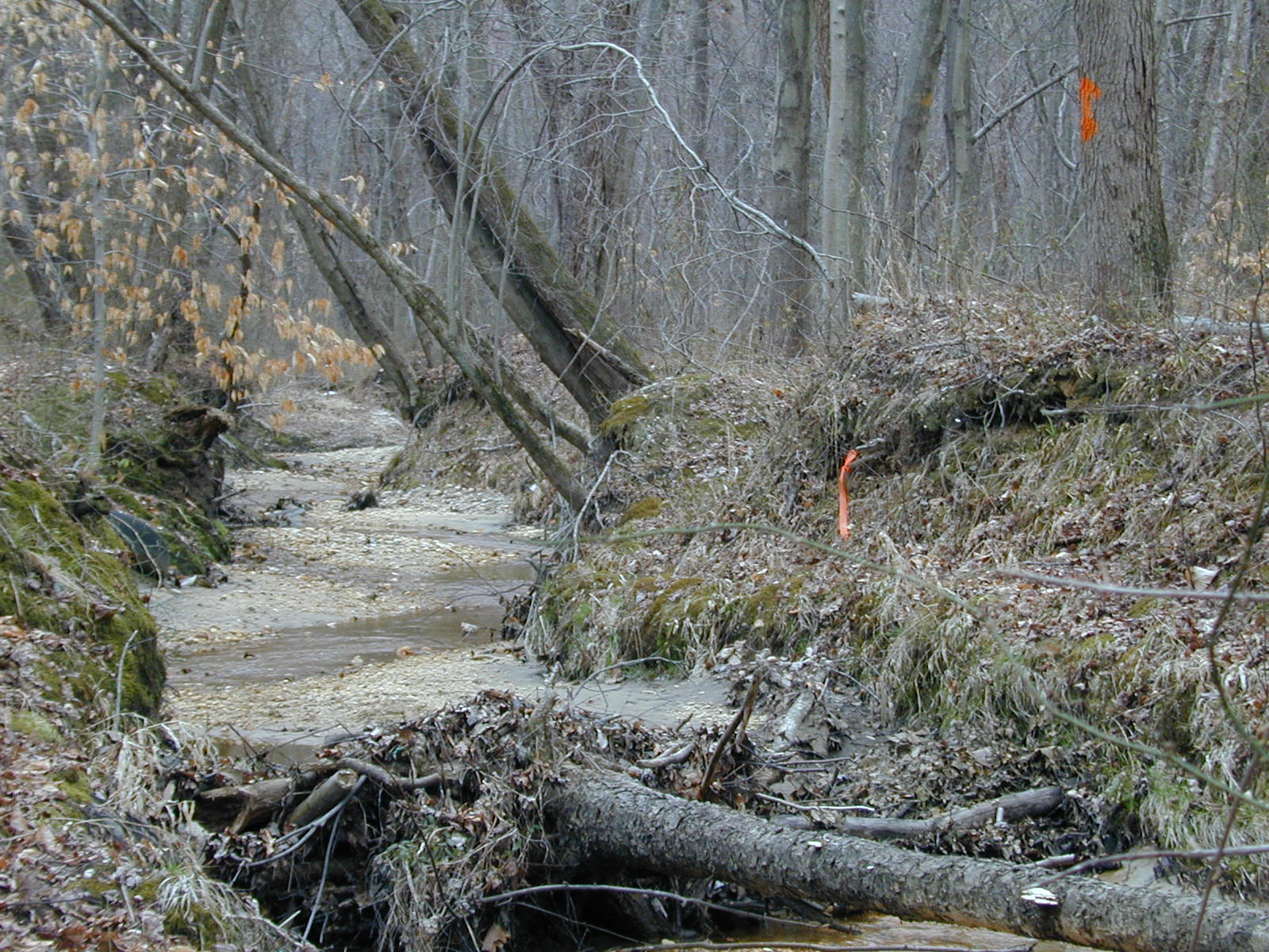 Field photo showing stream conditions at site PRUT-106-R-2001-21