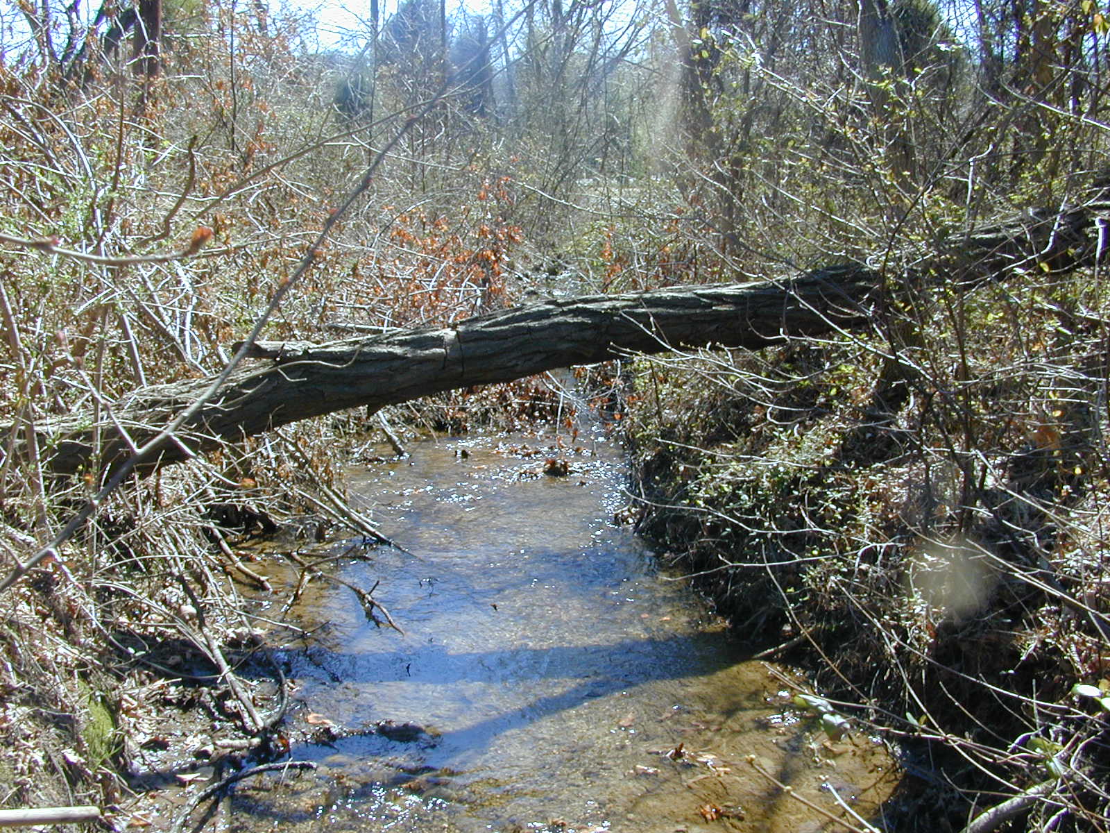 Field photo showing stream conditions at site PRUT-114-R-2001-2