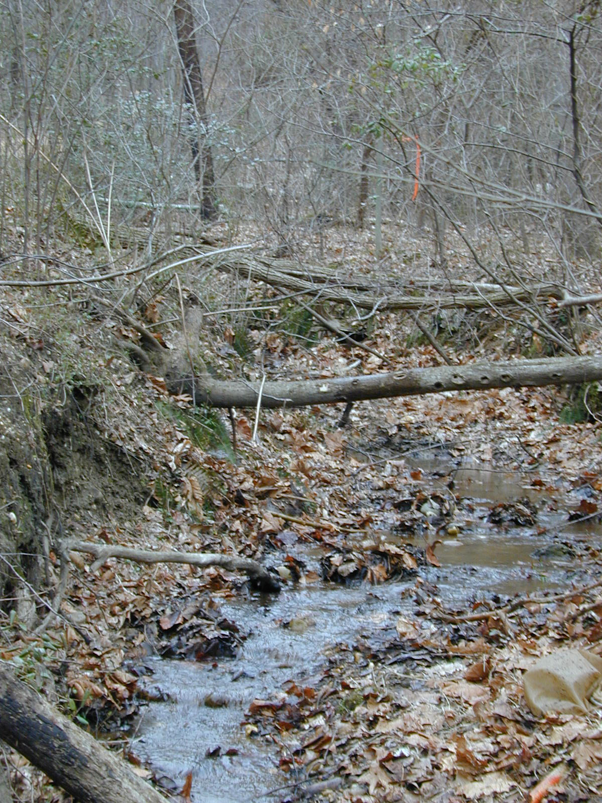 Field photo showing stream conditions at site PRUT-116-R-2001-4