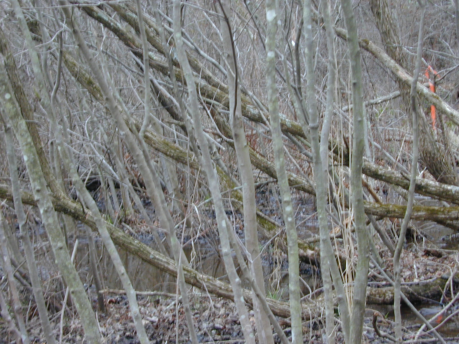 Field photo showing stream conditions at site PRUT-117-R-2001-1
