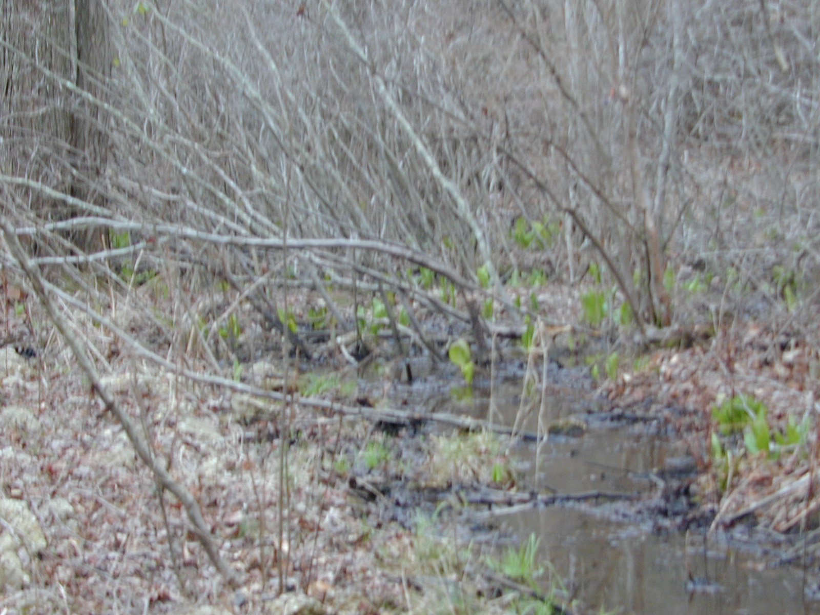 Field photo showing stream conditions at site PRUT-117-R-2001-2