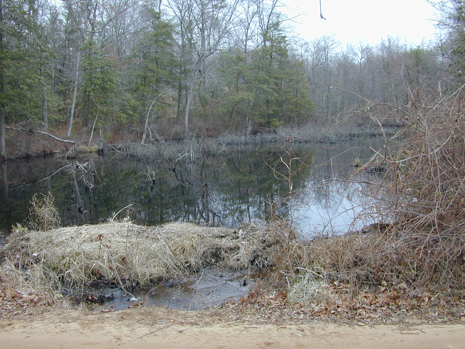 Field photo showing stream conditions at site PRUT-117-R-2001-3