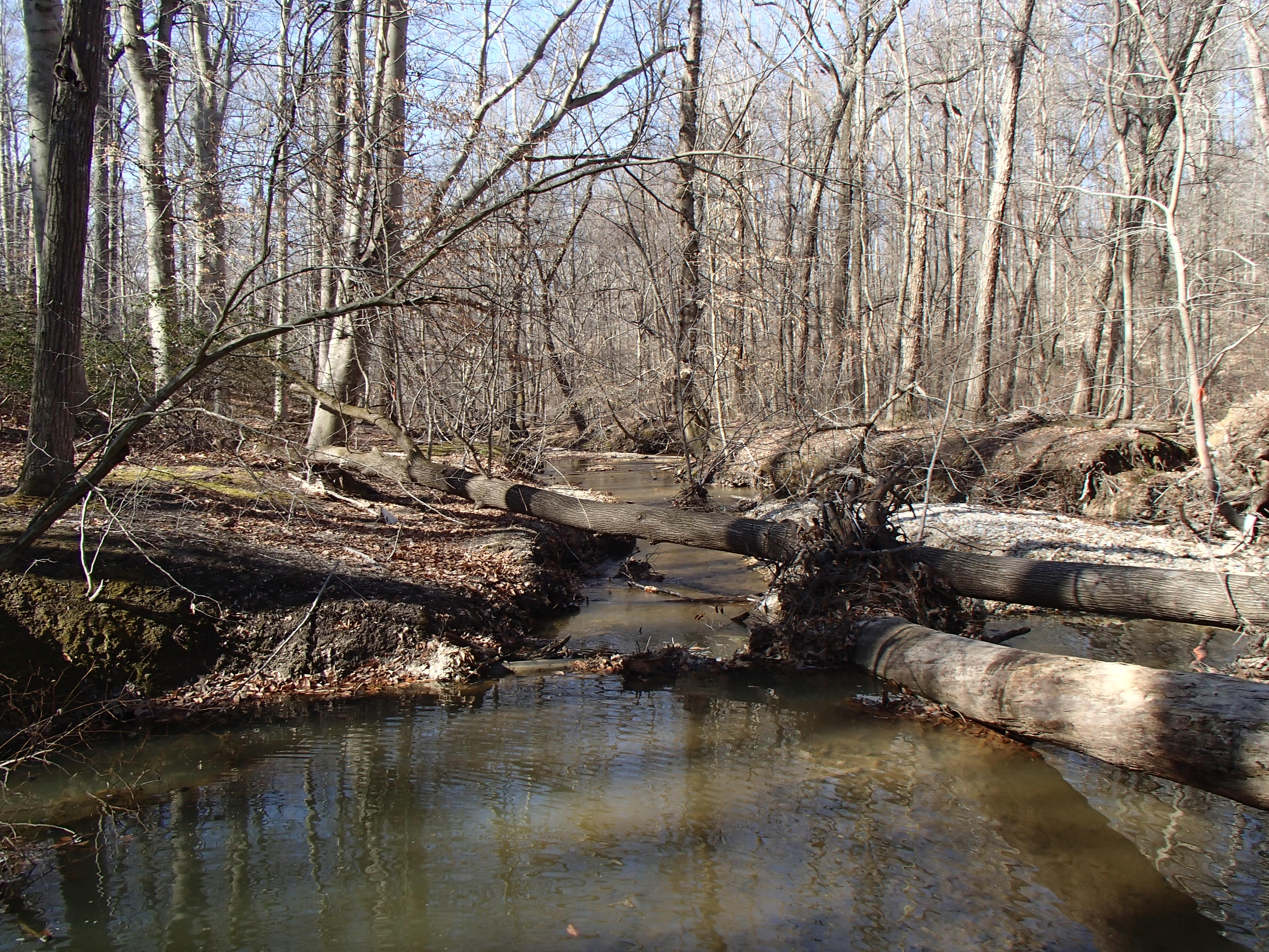 Field photo showing stream conditions at site PRUT-202-R-2015_Midpoint-looking-downstream