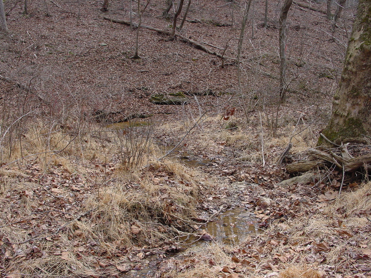 Field photo showing stream conditions at site PRWA-114-R-2002-2