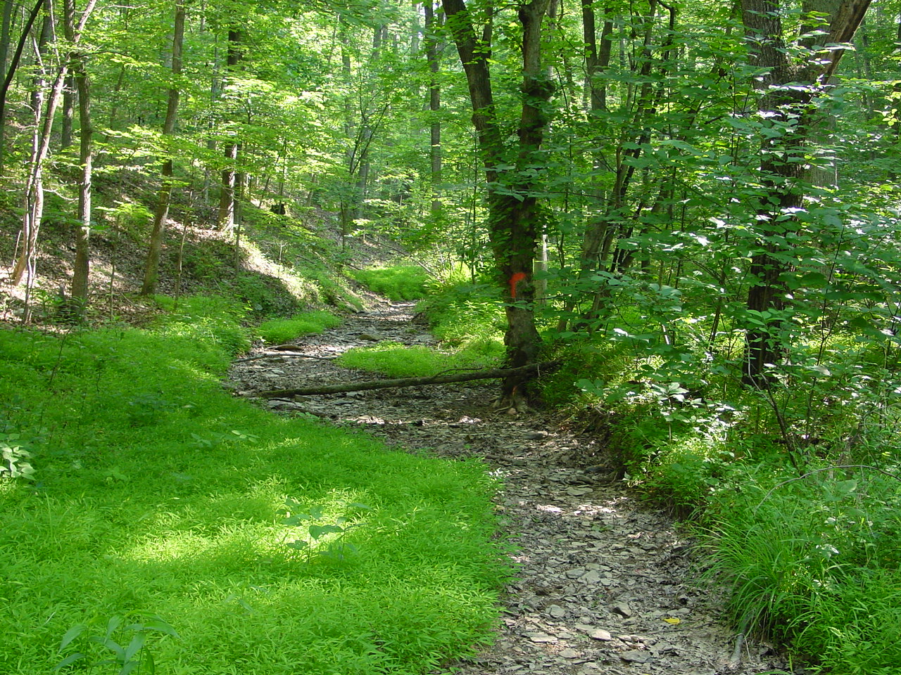 Field photo showing stream conditions at site PRWA-114-R-2002-3