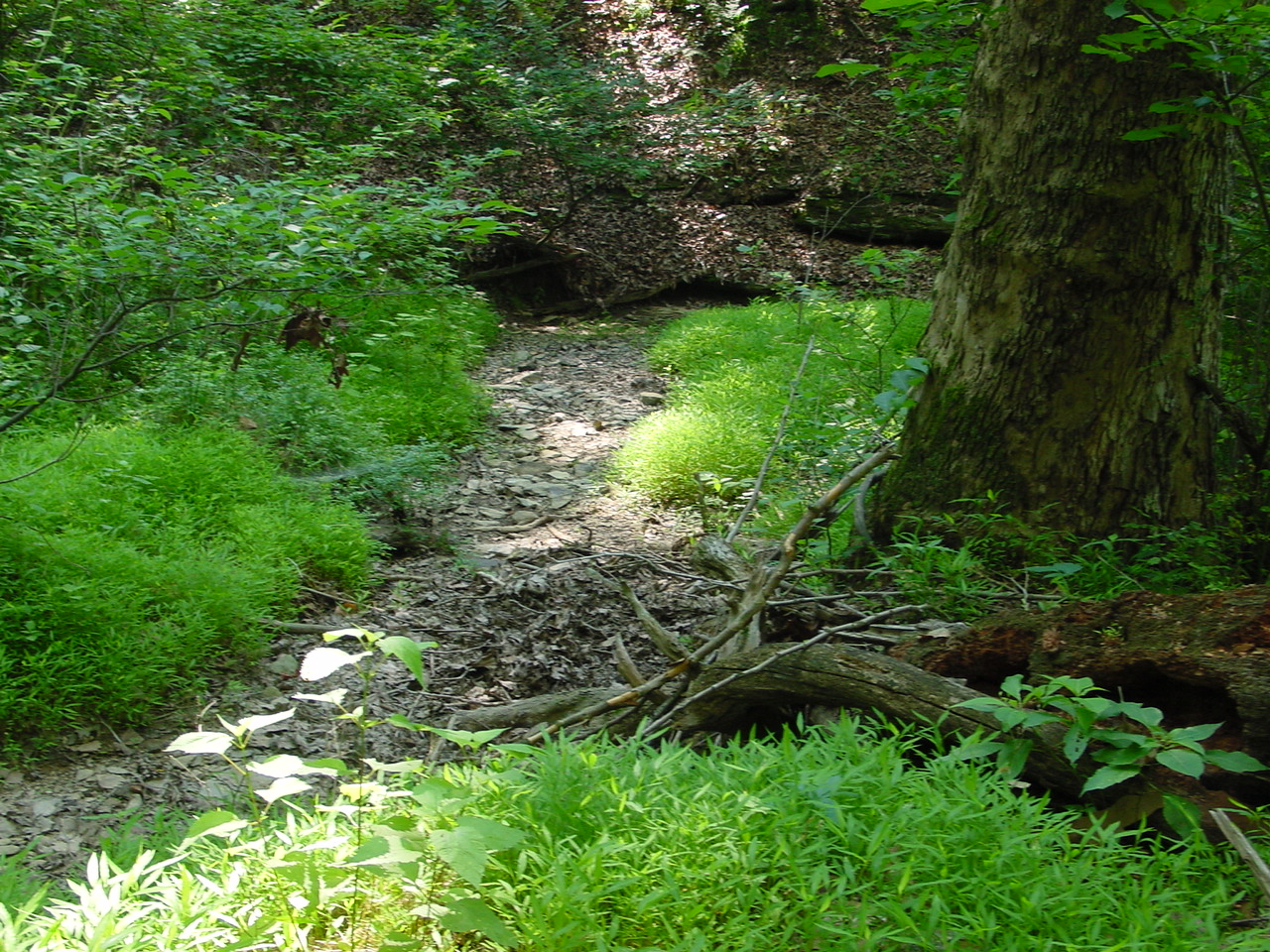 Field photo showing stream conditions at site PRWA-114-R-2002-4
