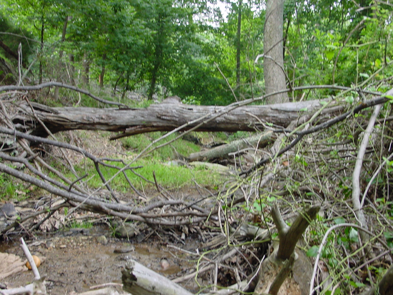 Field photo showing stream conditions at site PRWA-120-R-2002-3