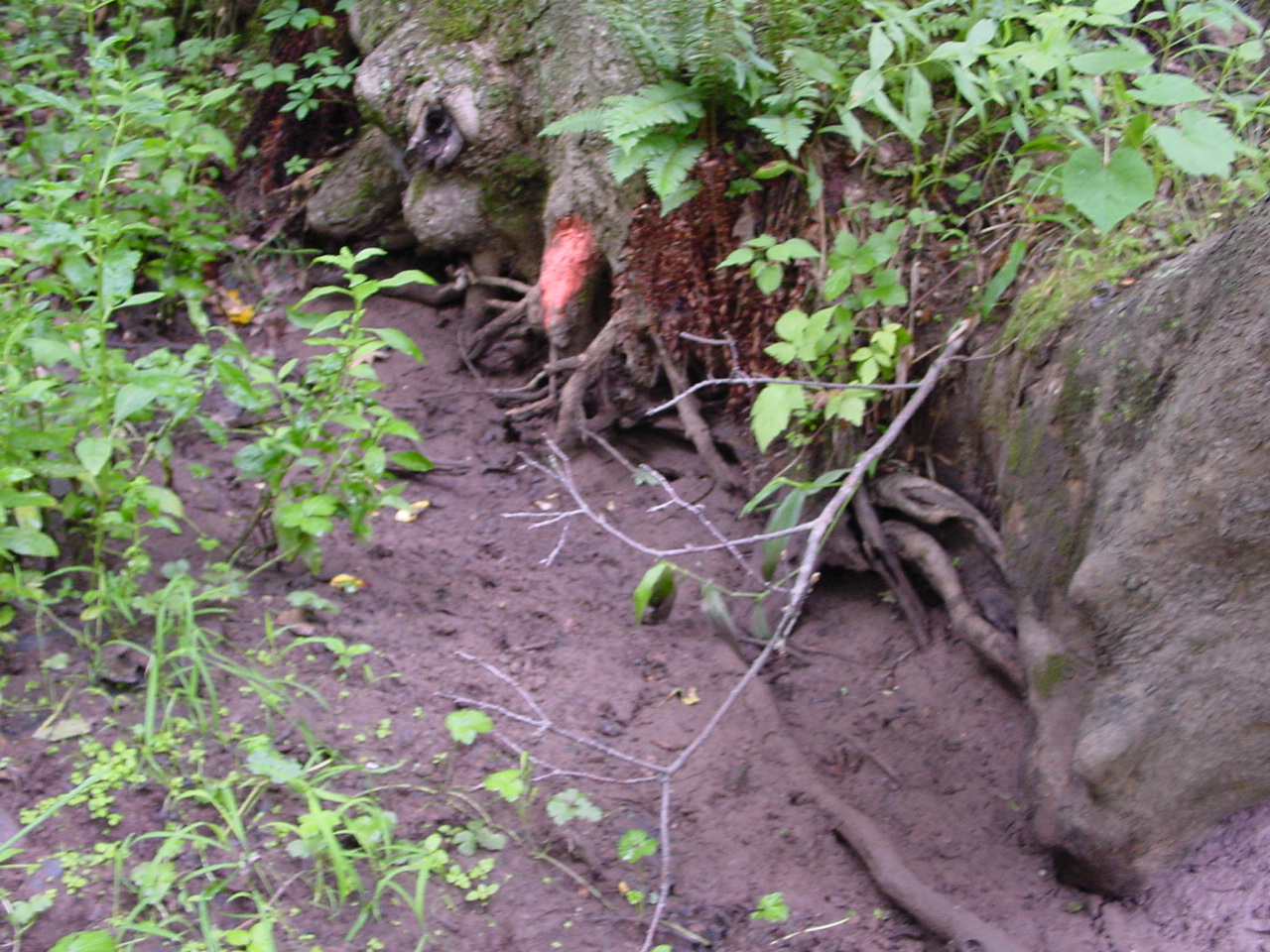 Field photo showing stream conditions at site PRWA-125-R-2002-3