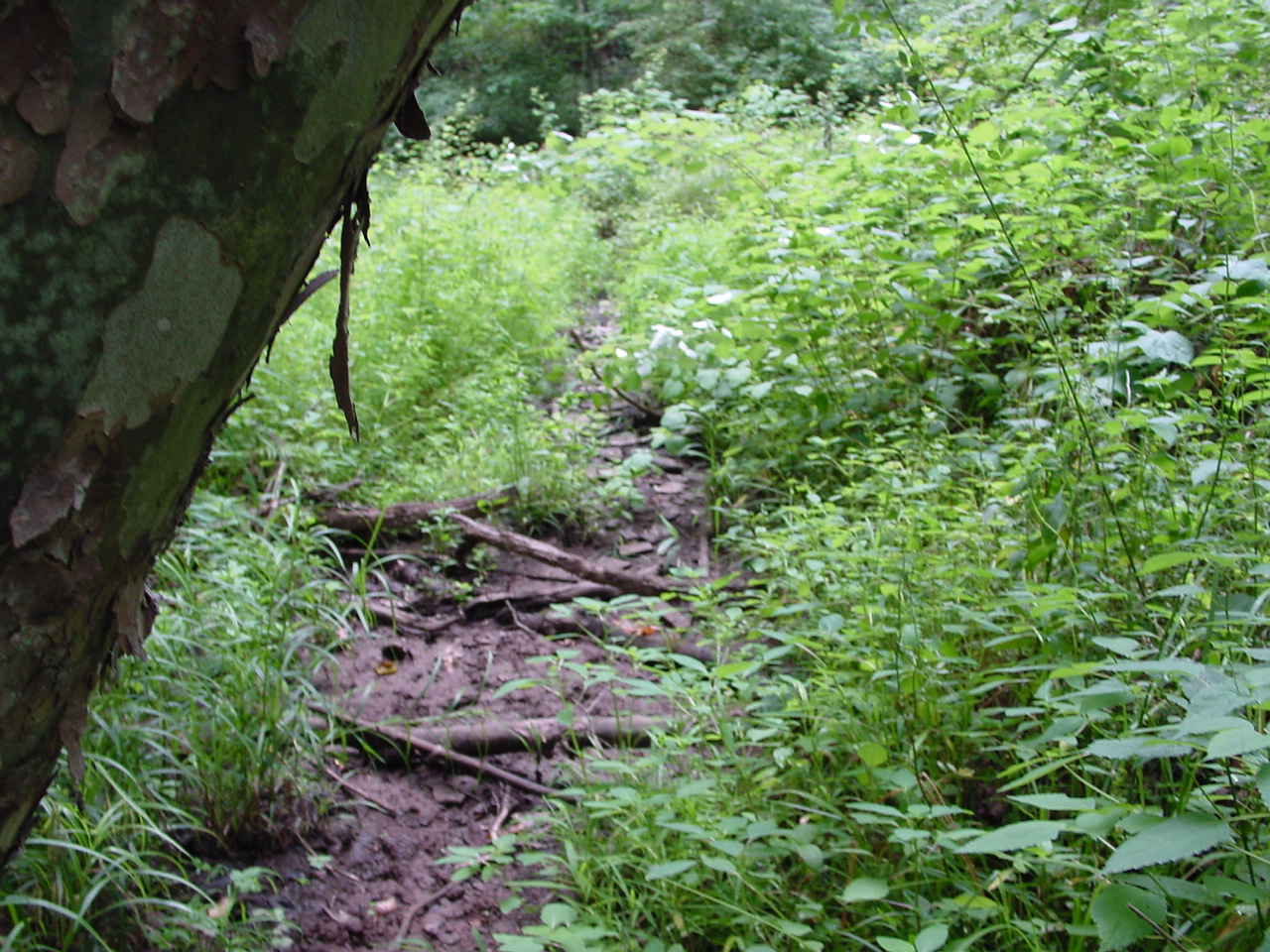 Field photo showing stream conditions at site PRWA-125-R-2002-4