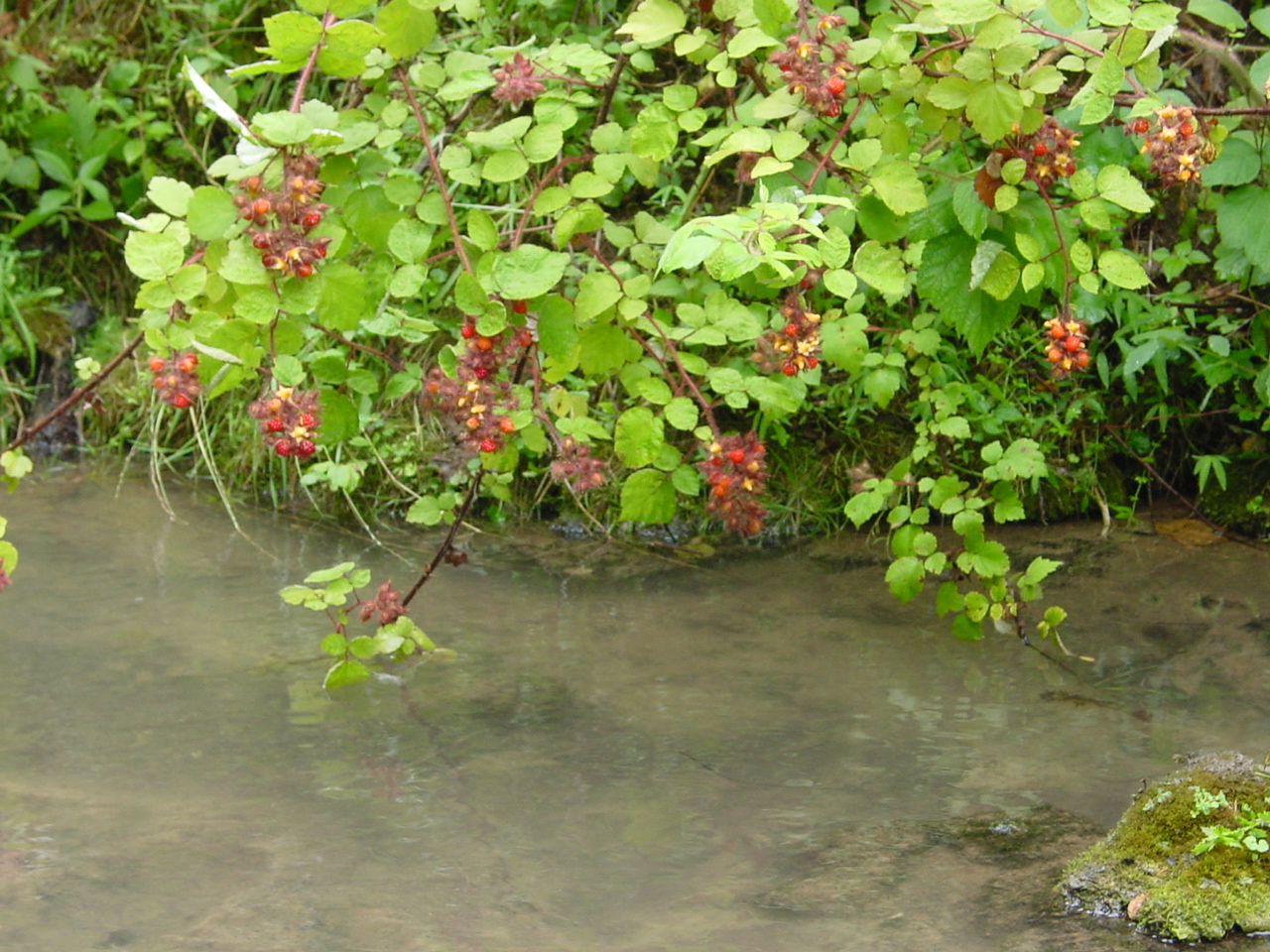 Field photo showing stream conditions at site PRWA-215-R-2002-5