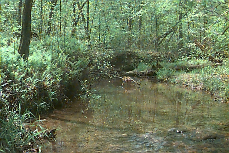 Field photo showing stream conditions at site PTOB-002-S-2000-01