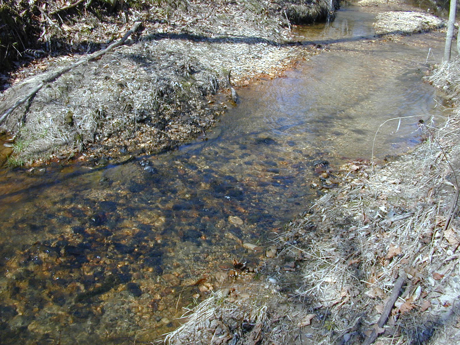 Field photo showing stream conditions at site PTOB-002-S-2001-81