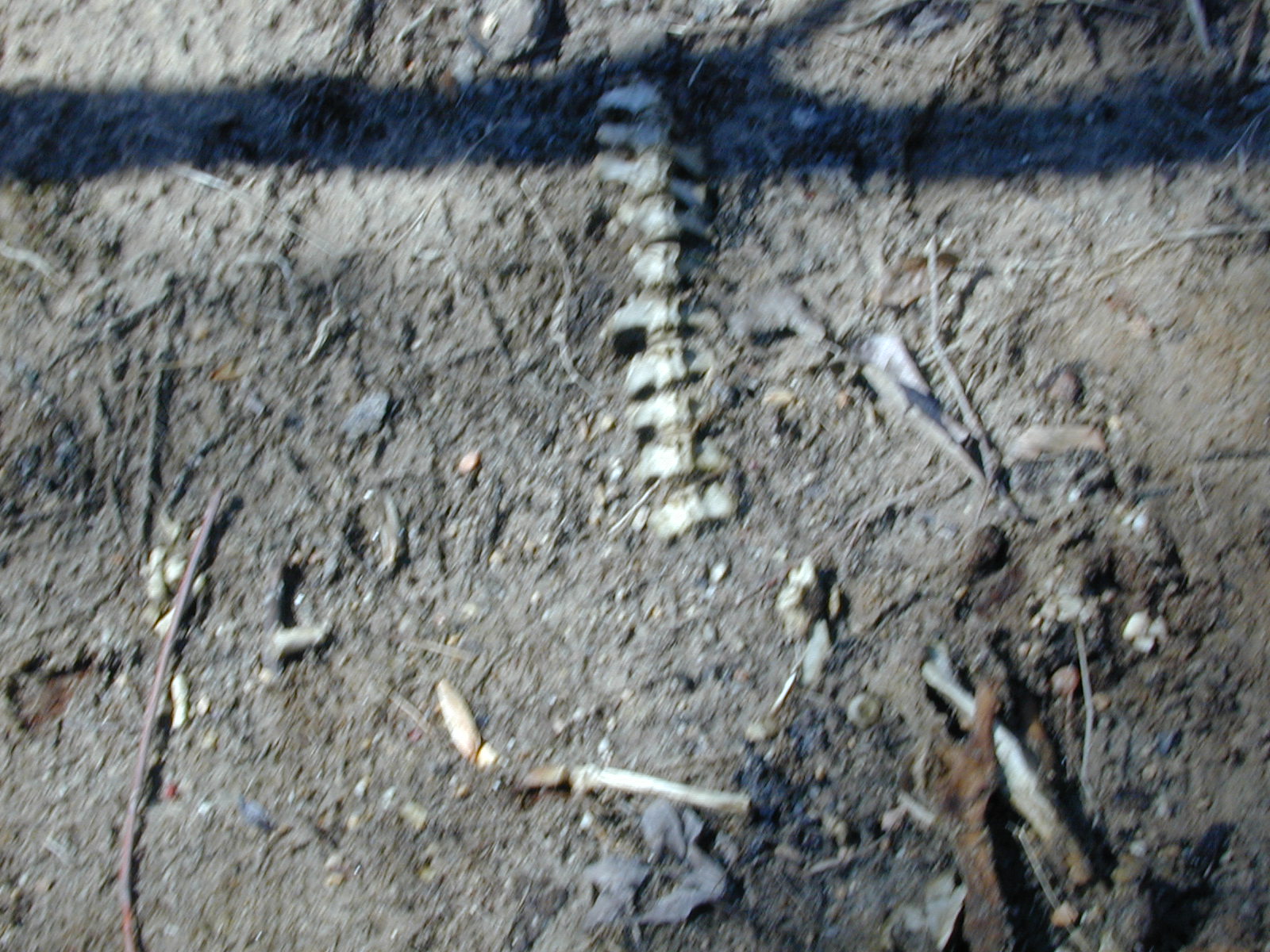Field photo showing stream conditions at site PTOB-002-S-2001-82