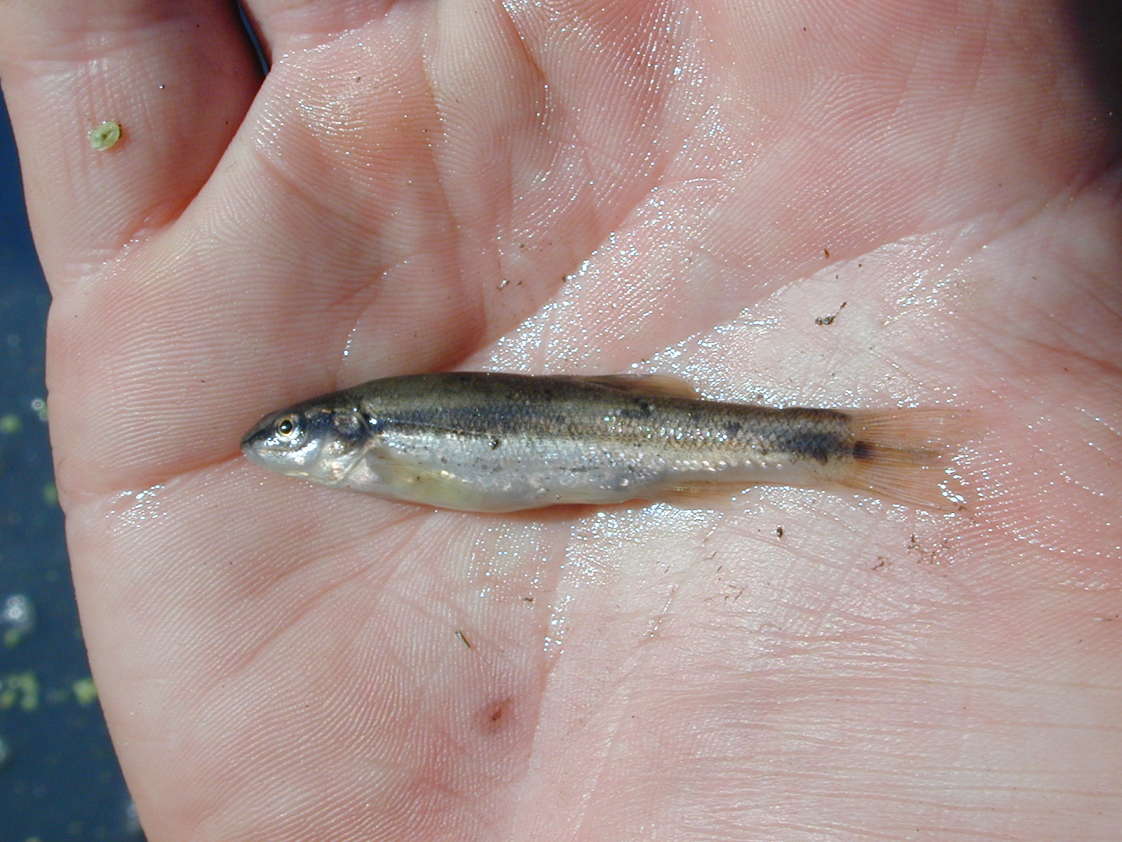 Field photo showing stream conditions at site PTOB-002-S-2001-87
