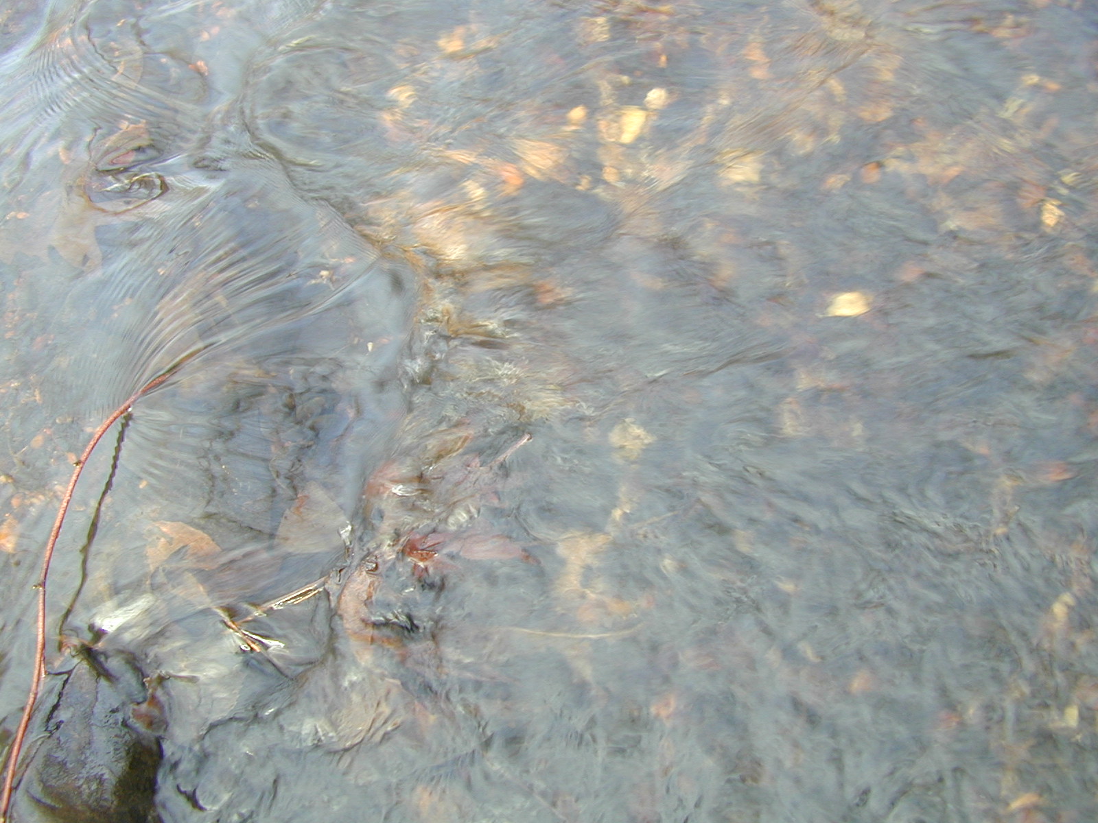 Field photo showing stream conditions at site PTOB-002-S-2002-408
