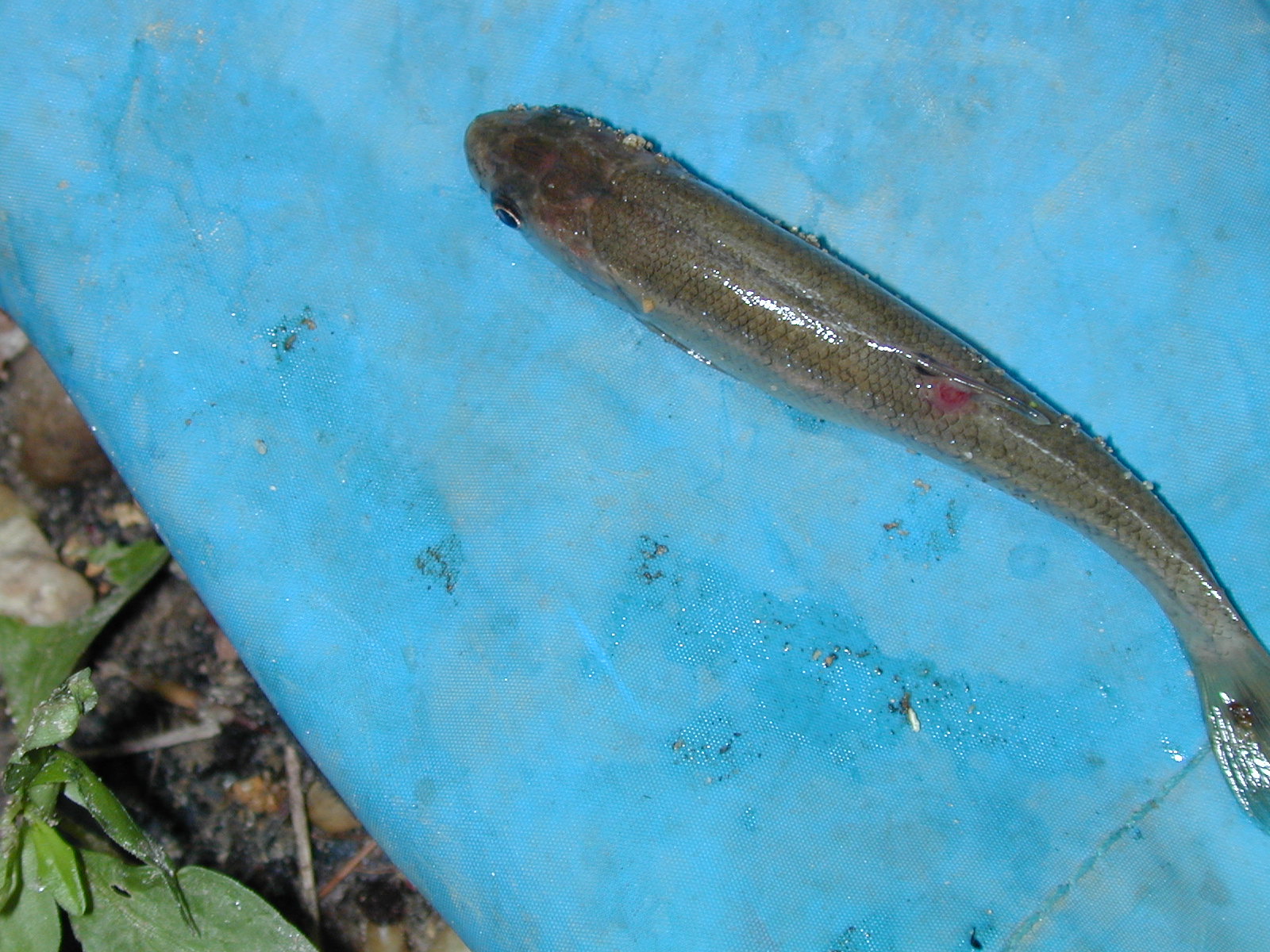 Field photo showing stream conditions at site PTOB-002-S-2002-570