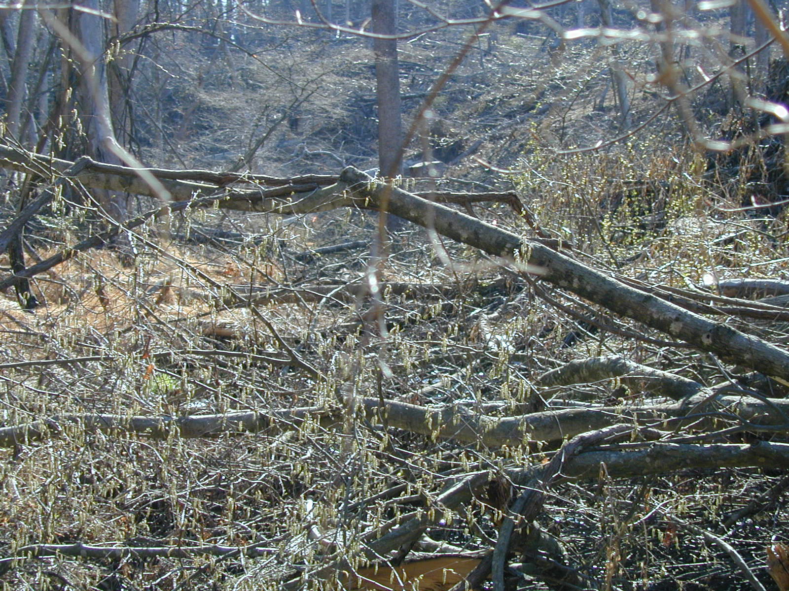 Field photo showing stream conditions at site PTOB-119-R-2003-723
