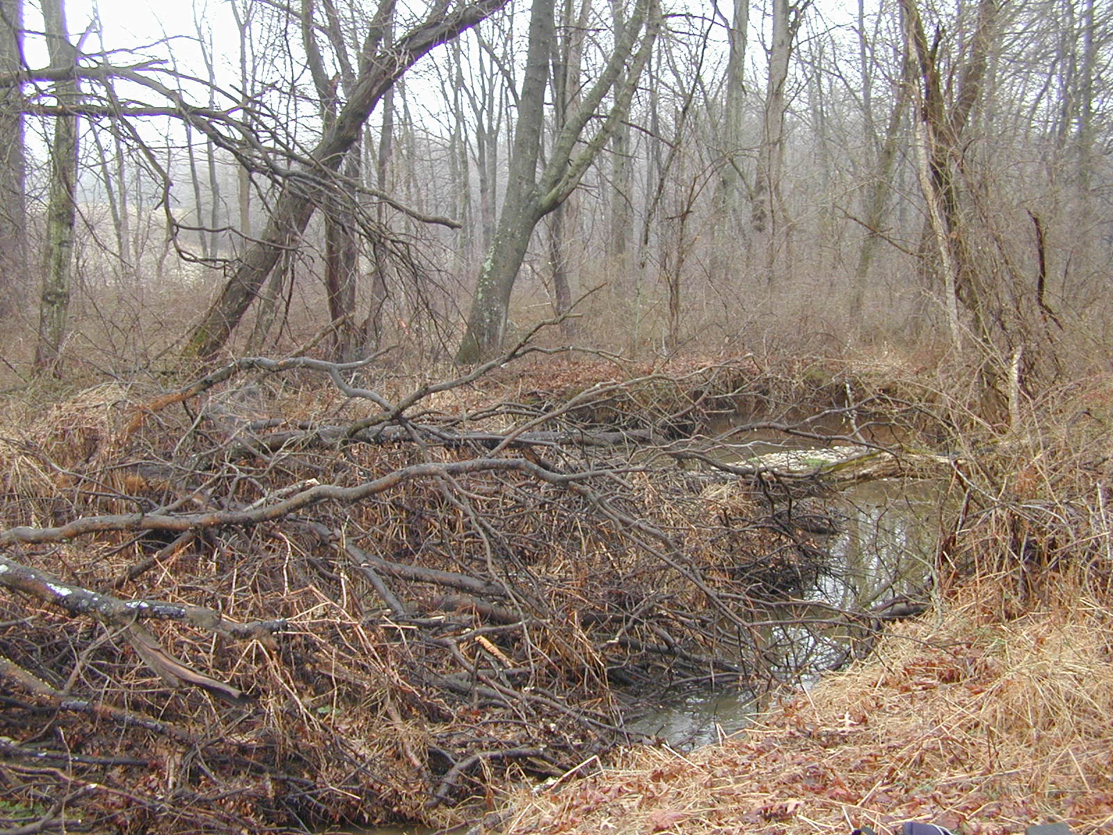 Field photo showing stream conditions at site RKGR-110-R-2002-2