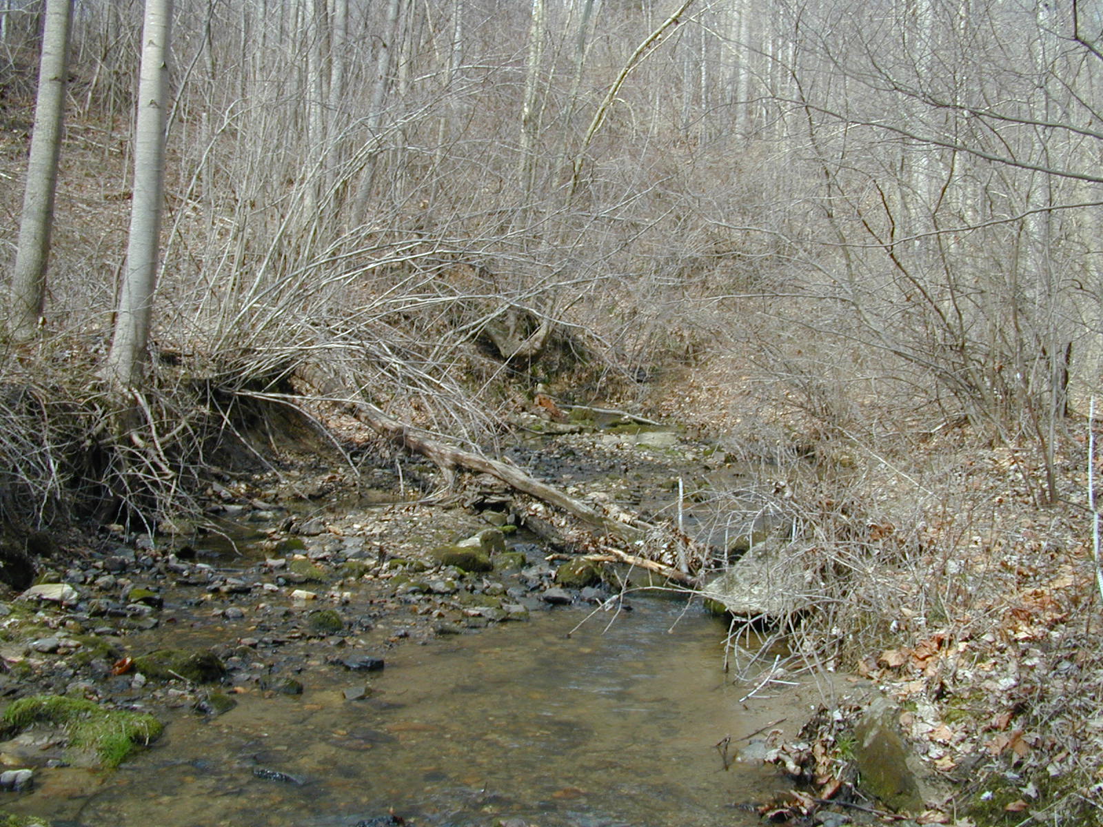 Field photo showing stream conditions at site RKGR-119-S-2001-1