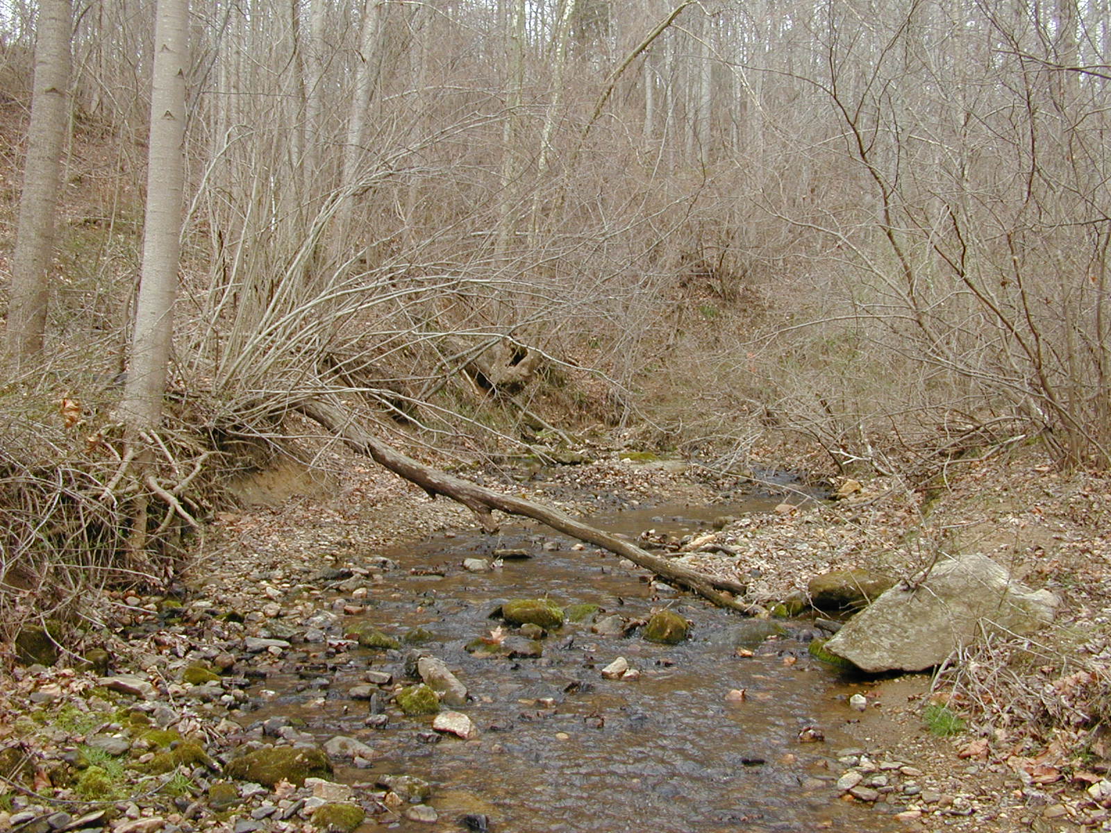 Field photo showing stream conditions at site RKGR-119-S-2002-1