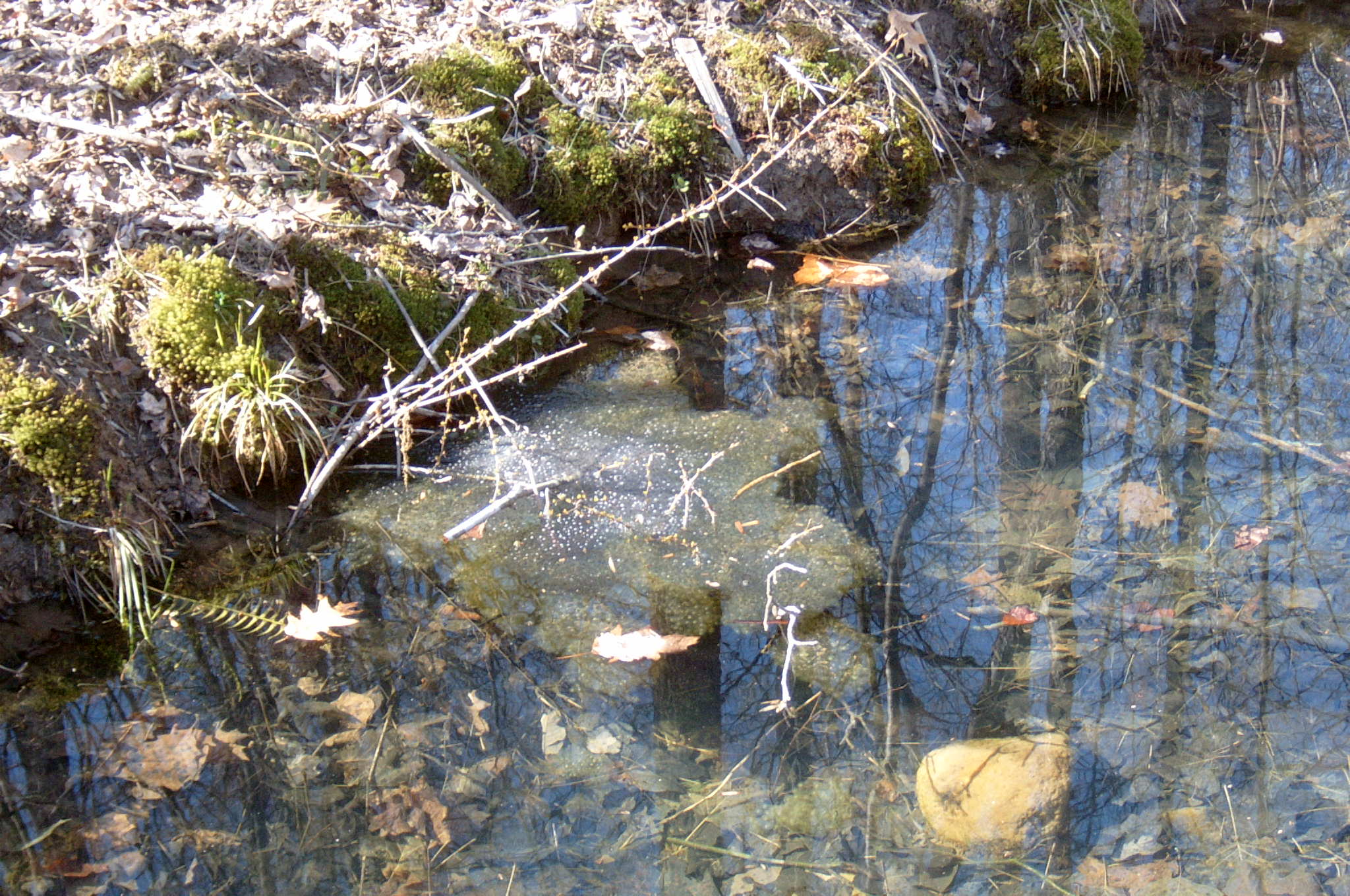 Field photo showing stream conditions at site RKGR-119-S-2004-16