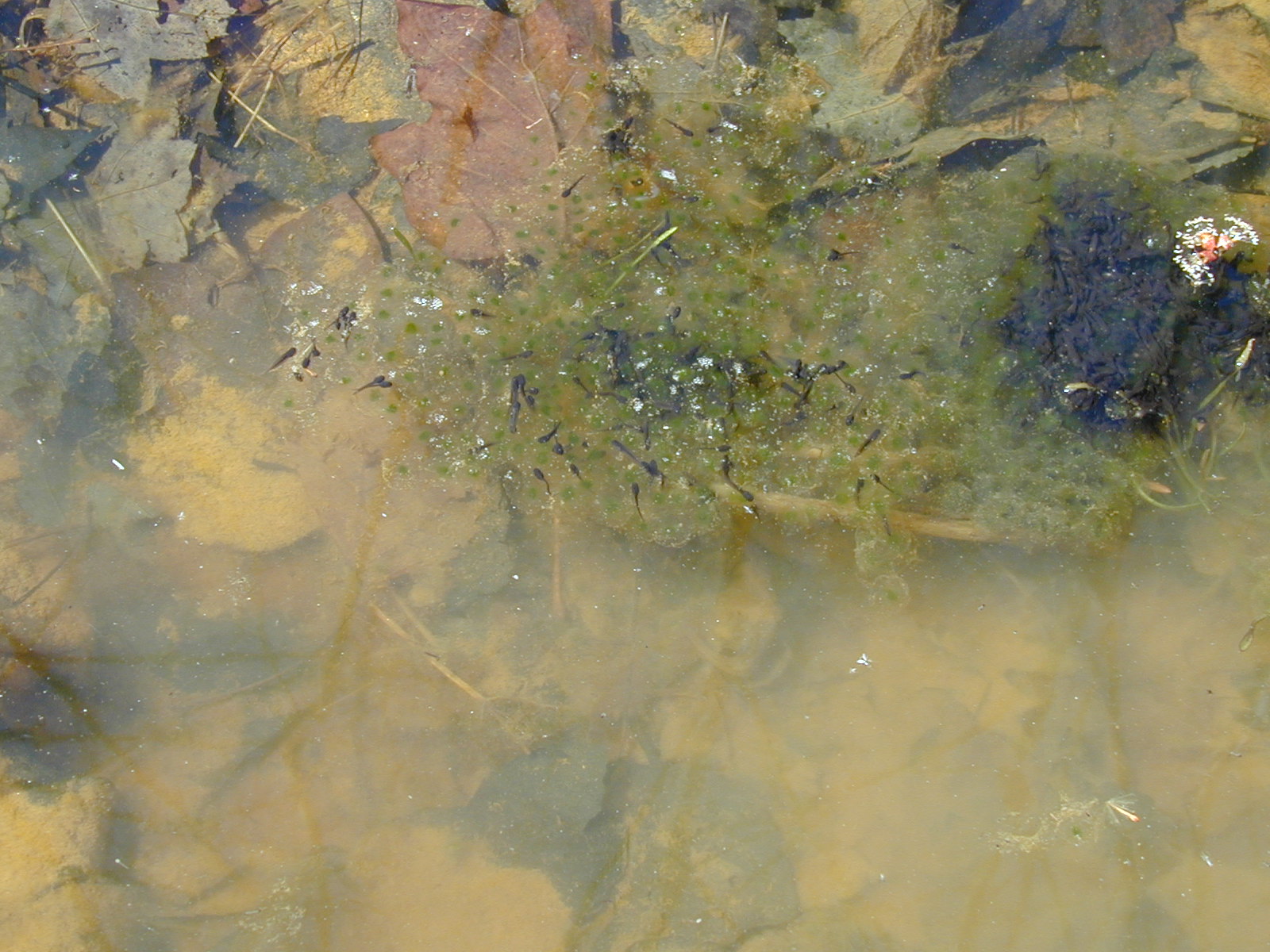 Field photo showing stream conditions at site ROCK-210-R-2003-749