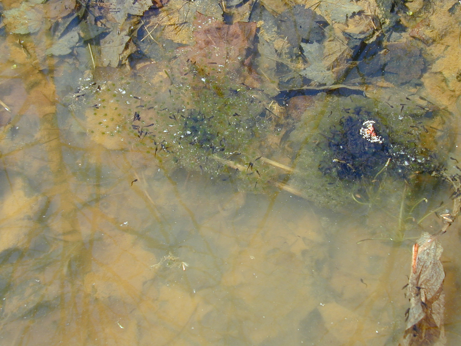Field photo showing stream conditions at site ROCK-210-R-2003-750
