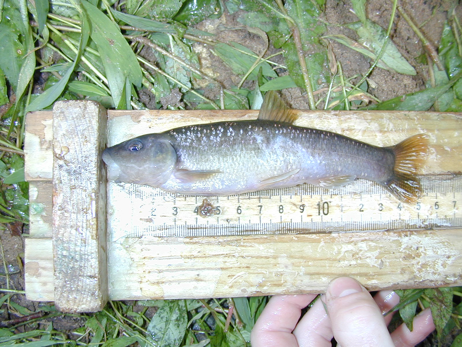 Field photo showing stream conditions at site ROCK-210-R-2003-886